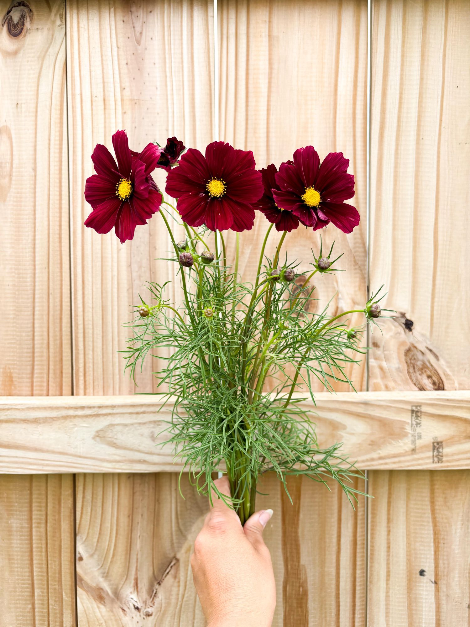 COSMOS bipinnatus Rubenza
