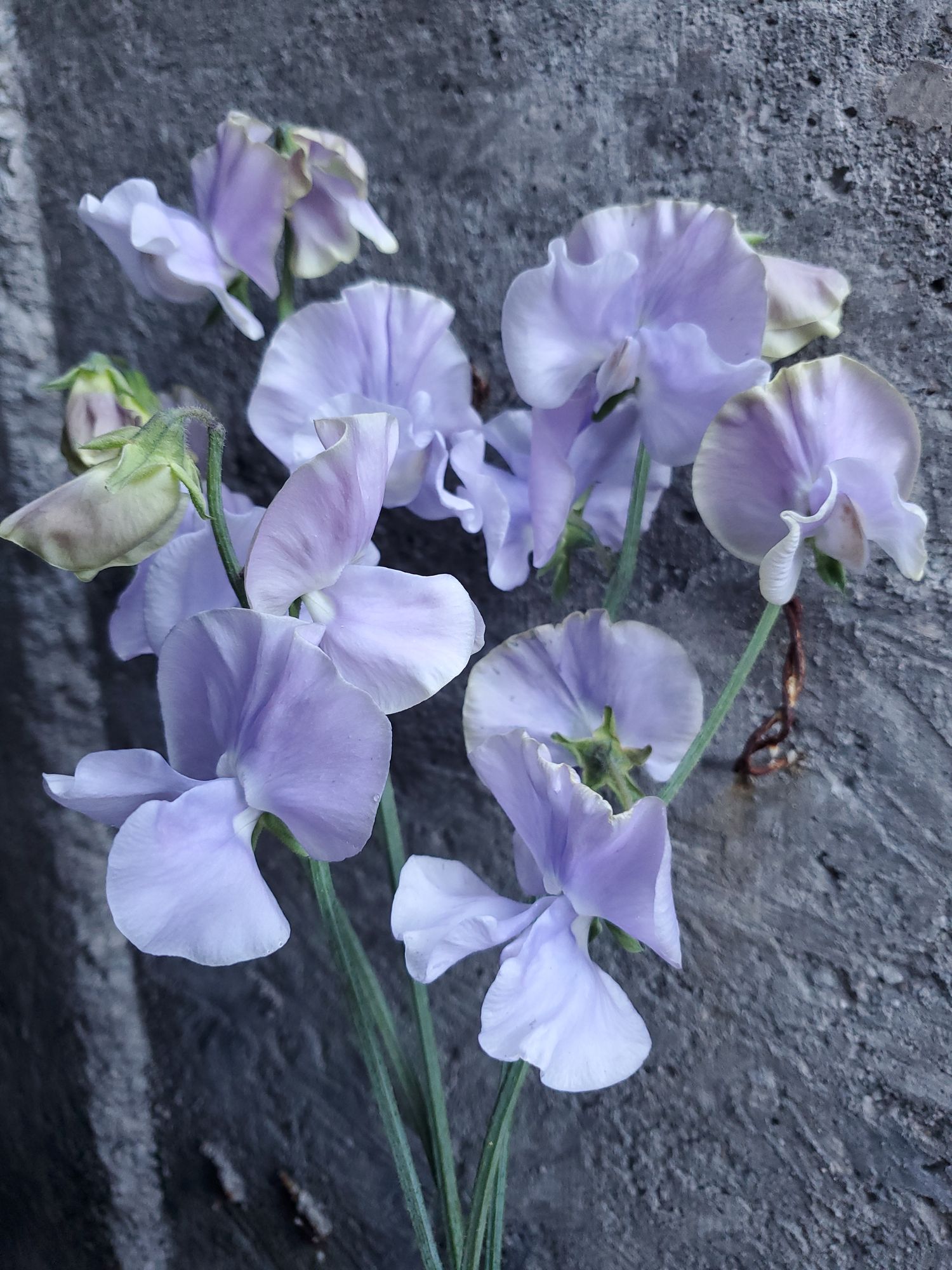LATHYRUS odoratus Bristol