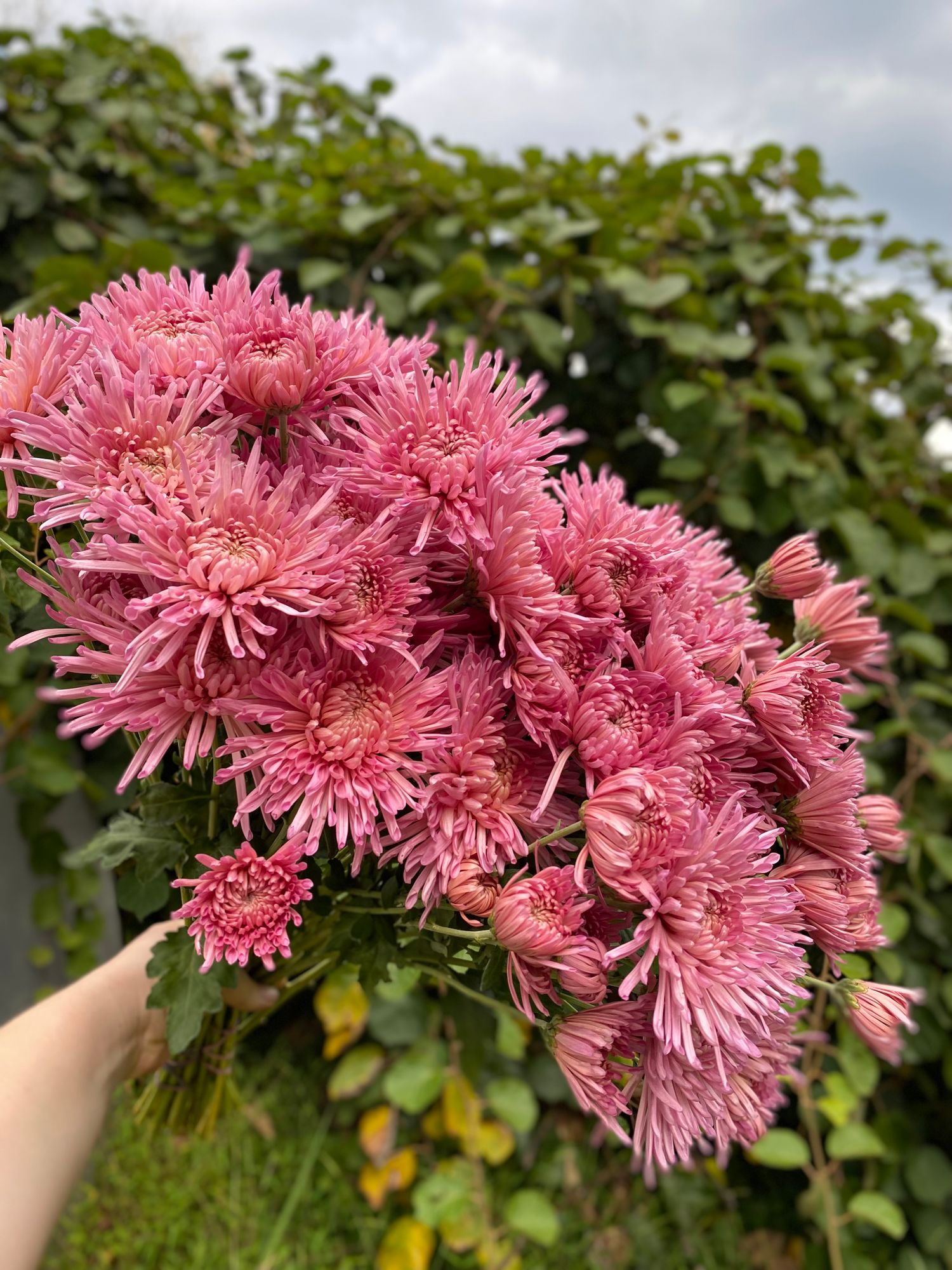 CHRYSANTHEMUM