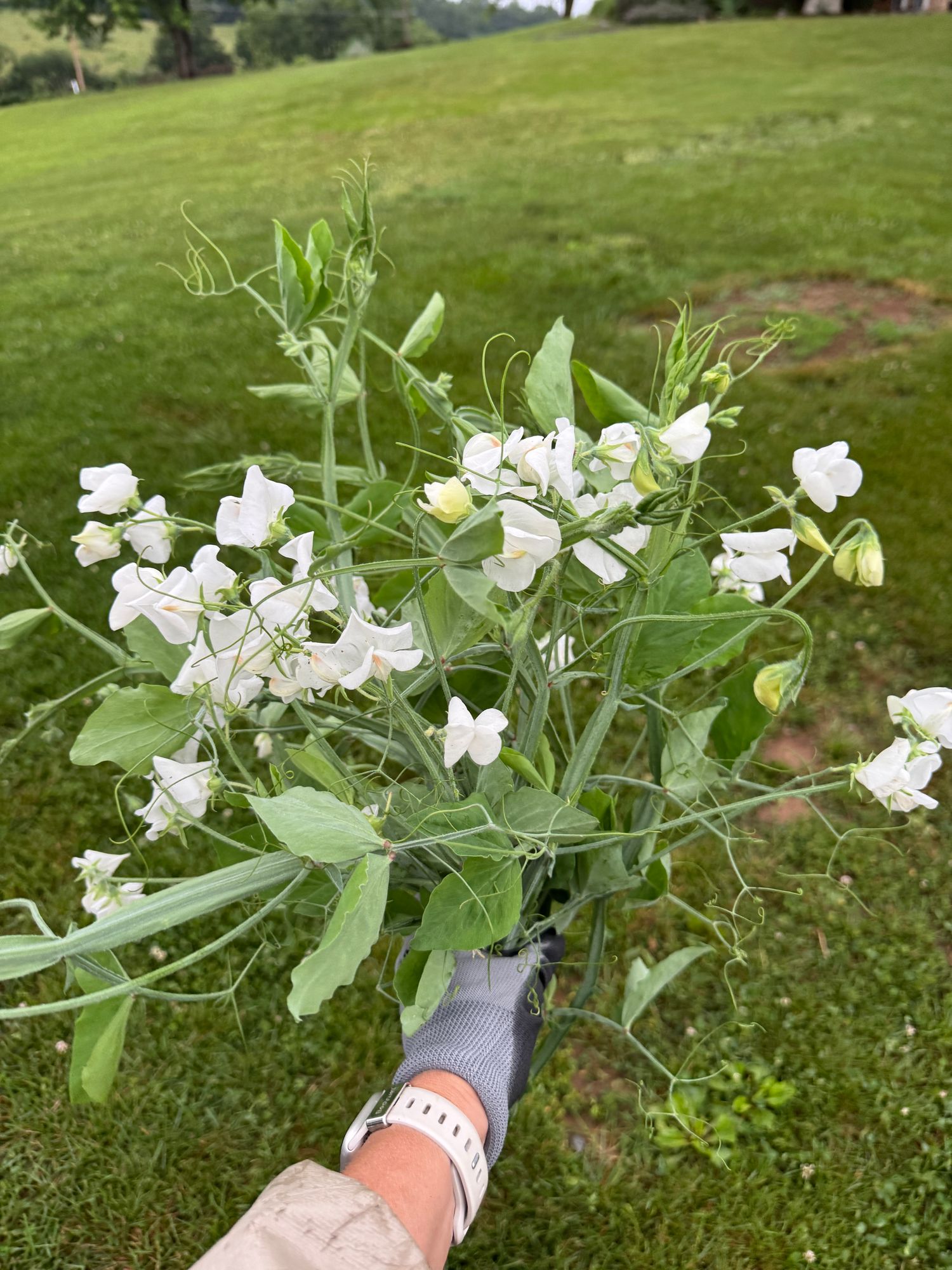 LATHYRUS odoratus