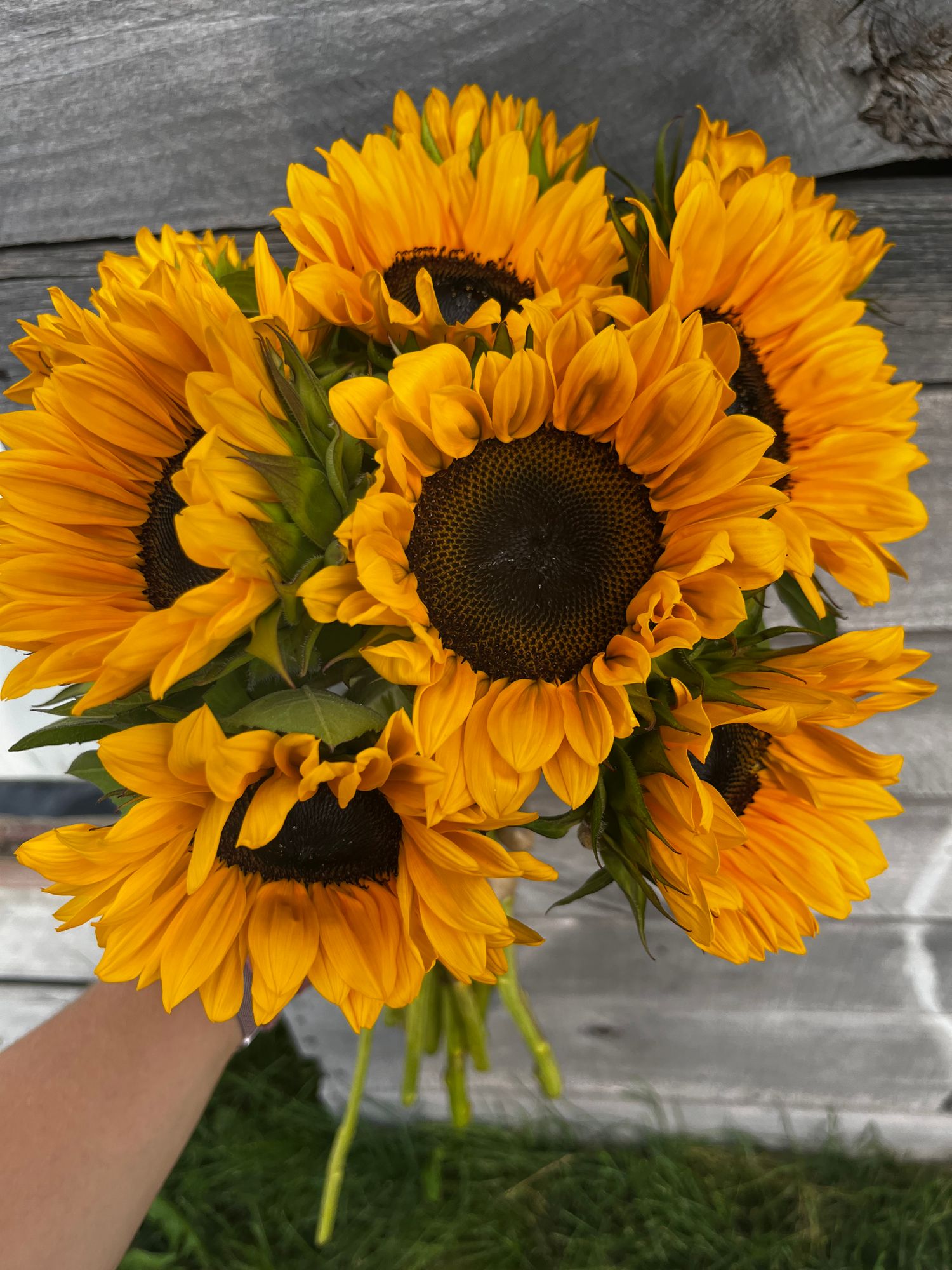 HELIANTHUS annuus ProCut