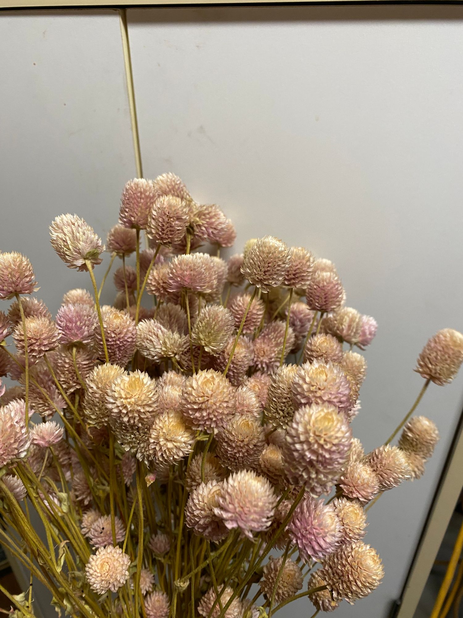 GOMPHRENA globosa