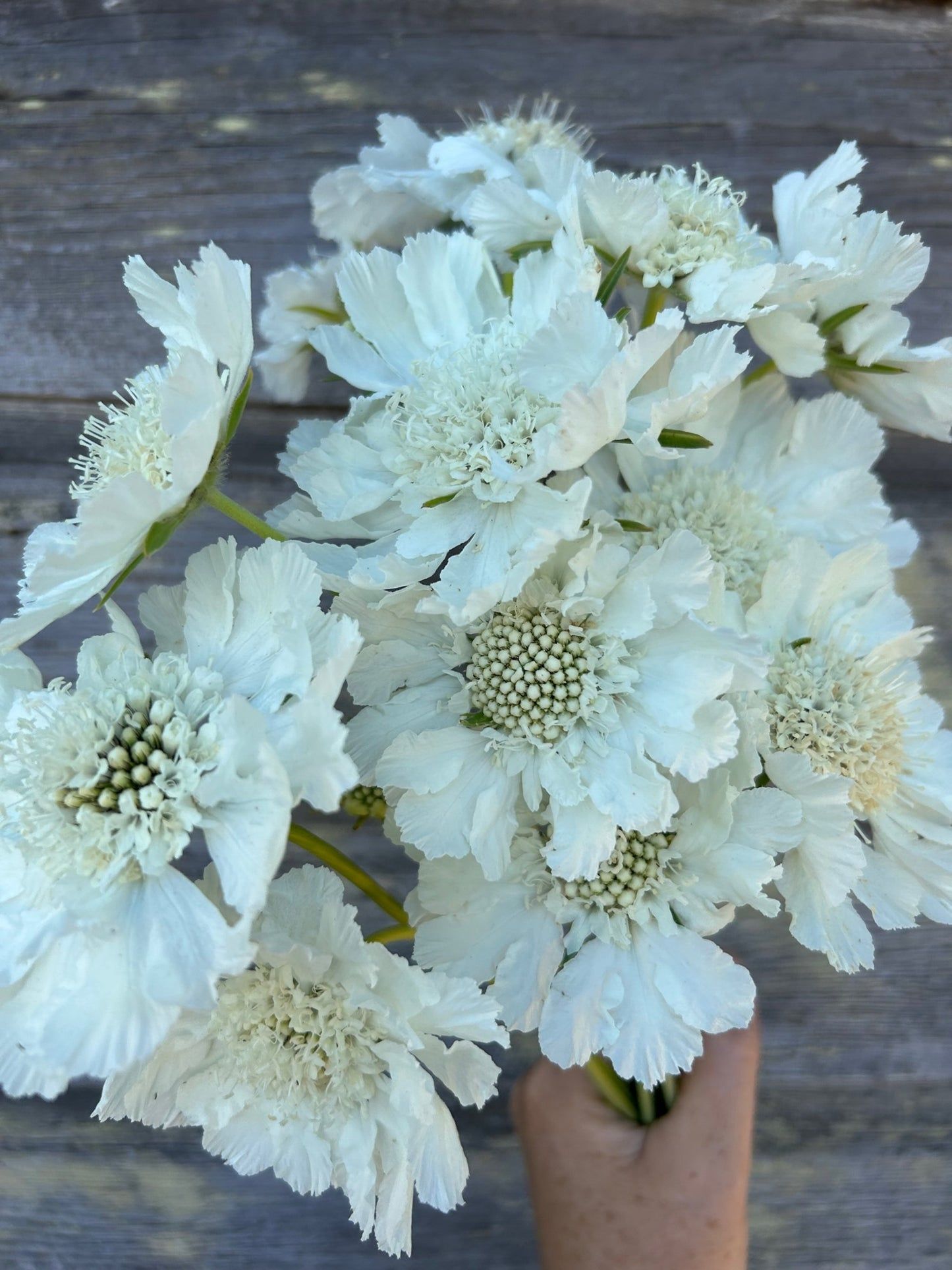 SCABIOSA caucasica Fama White