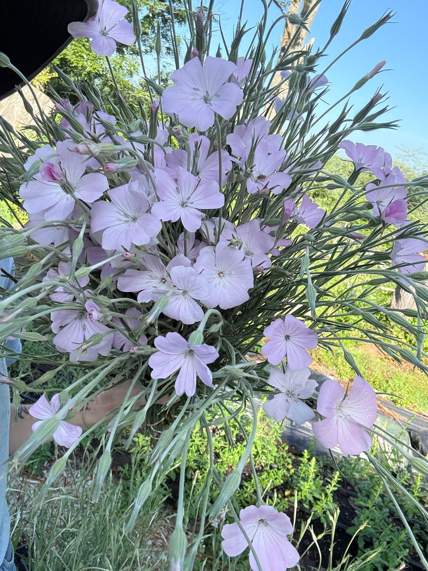 AGROSTEMMA githago Blossom Pearl