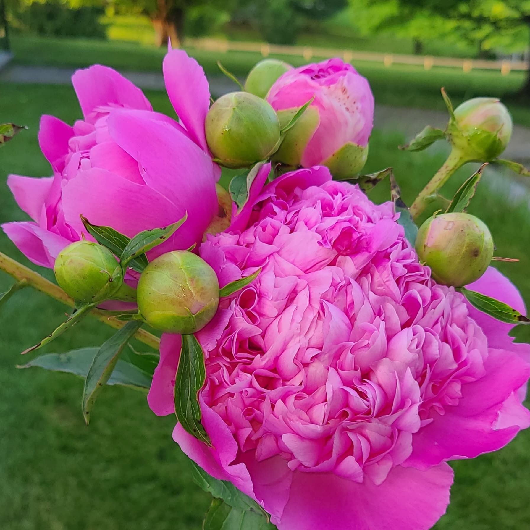 PAEONIA lactiflora Monsieur Jules Elie