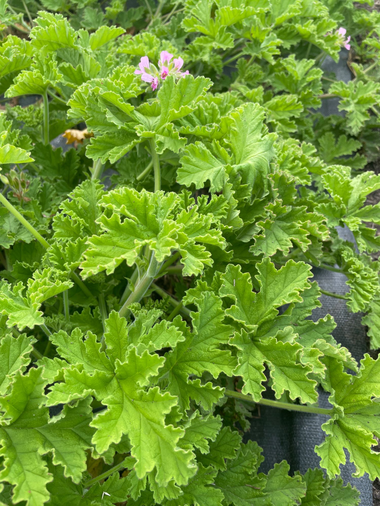 PELARGONIUM capitatum
