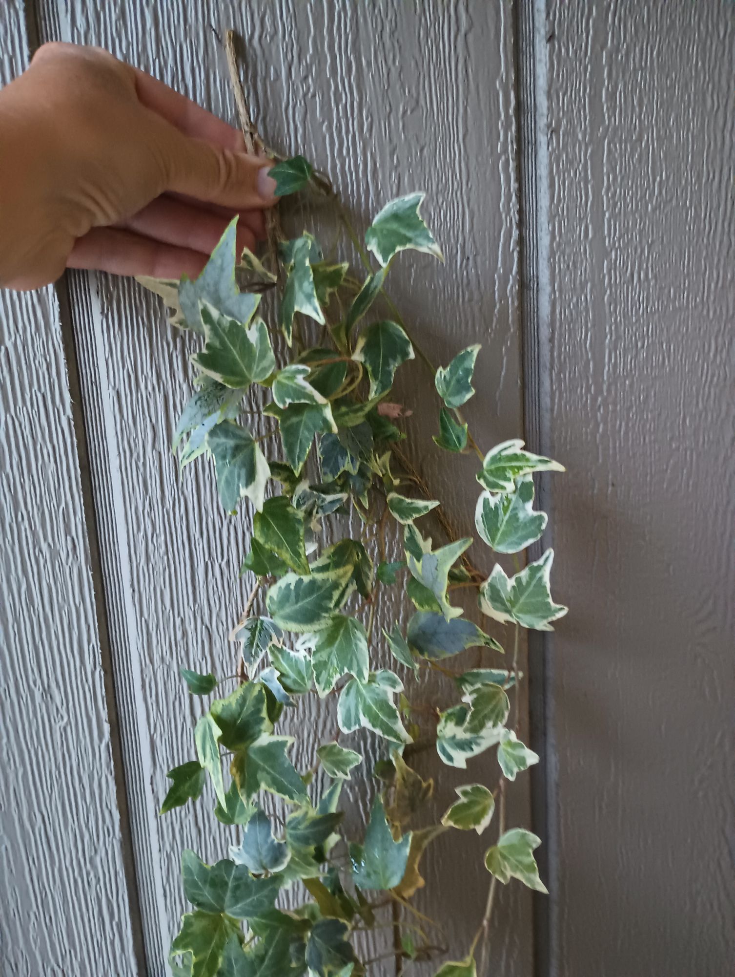 HEDERA helix Variegata