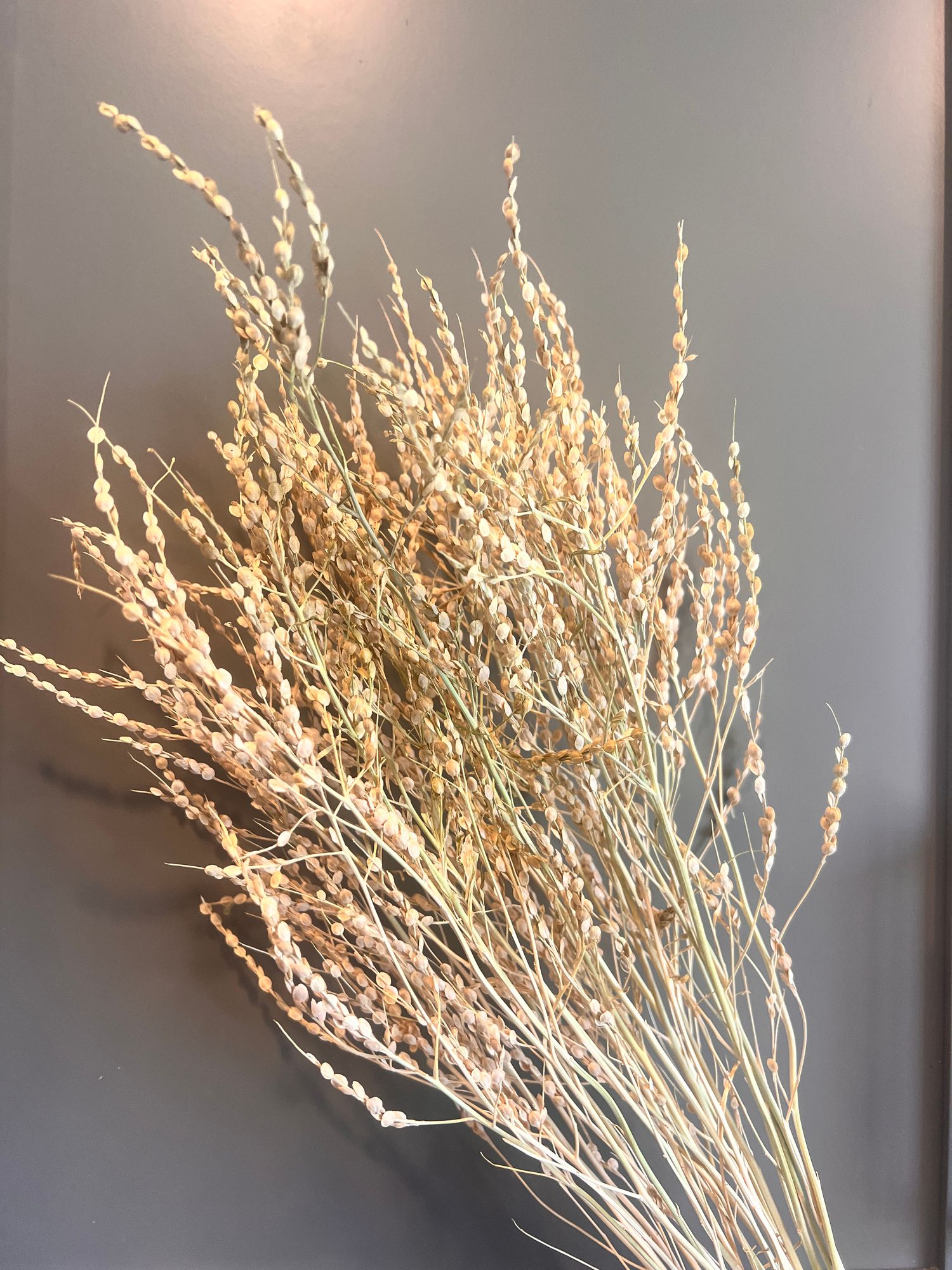 LEPIDIUM sativum
