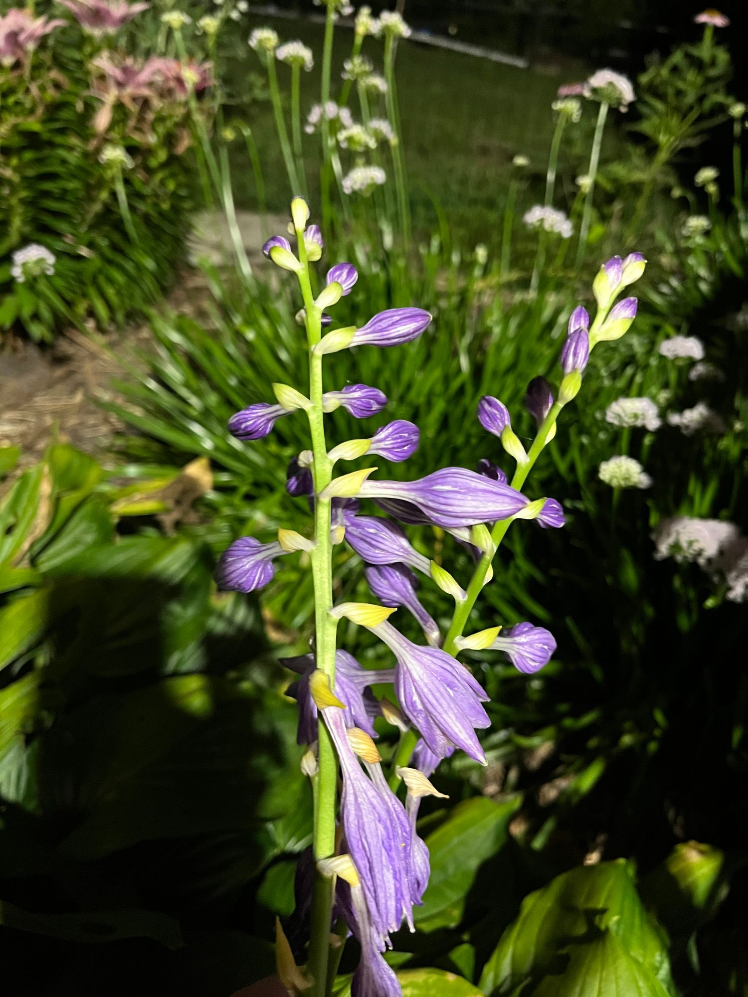 HOSTA elata