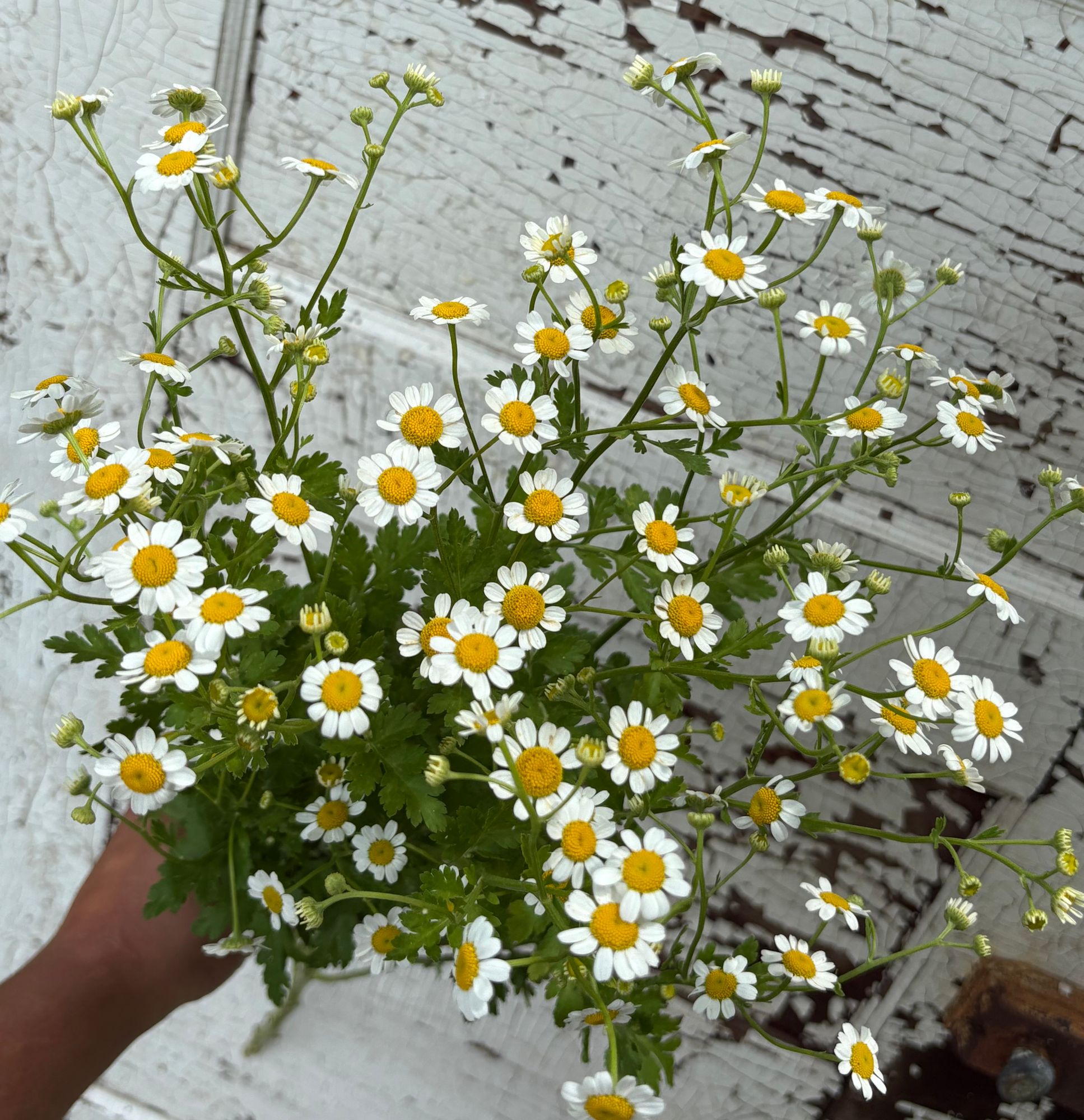 TANACETUM parthenium Vegmo Single