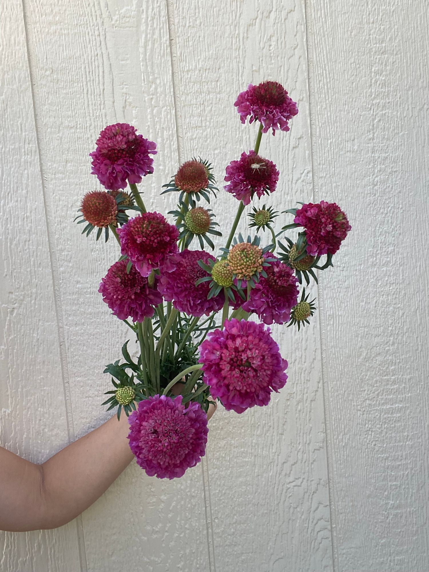SCABIOSA atropurpurea x caucasica Scoop