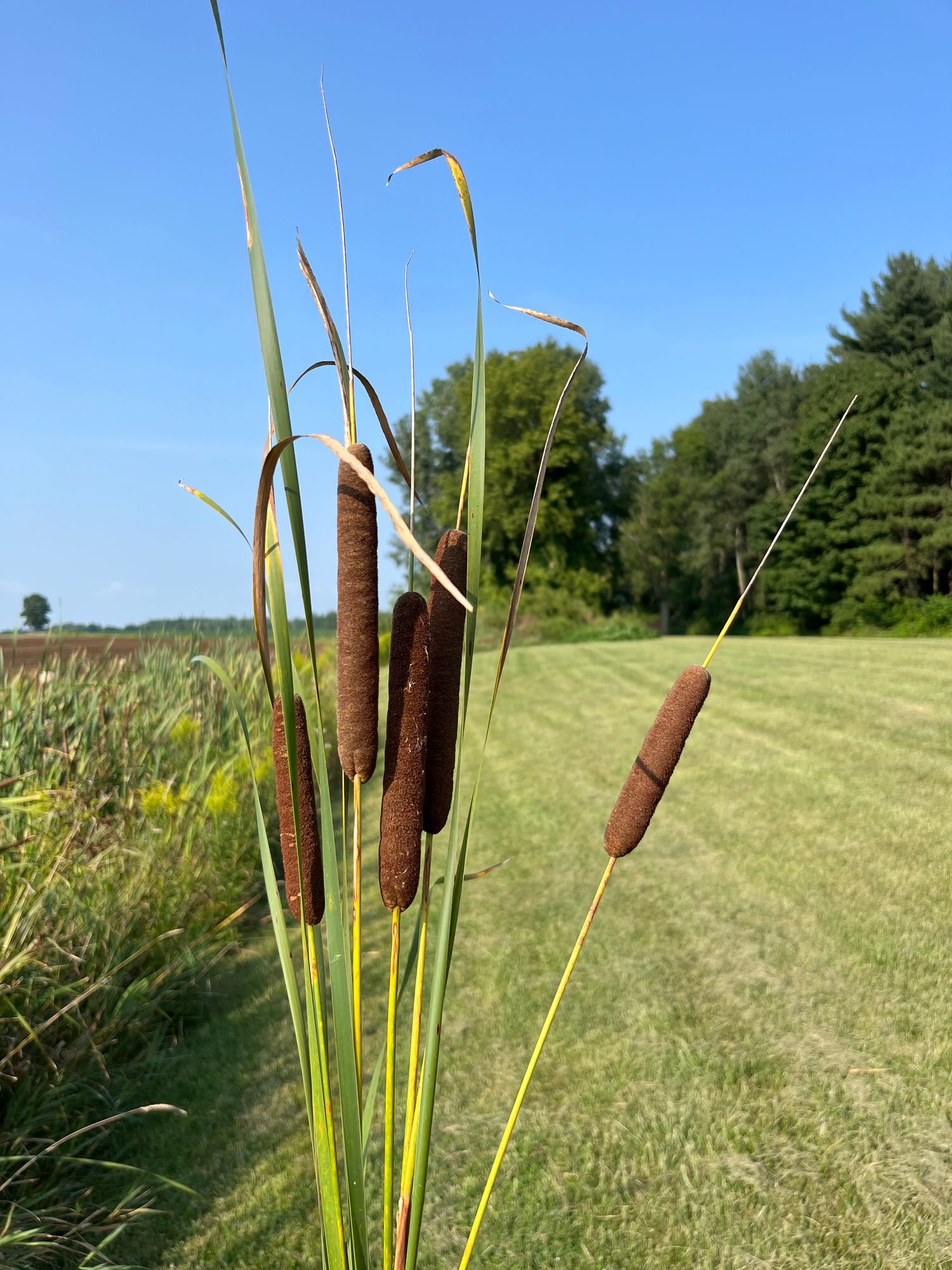 TYPHA angustifolia