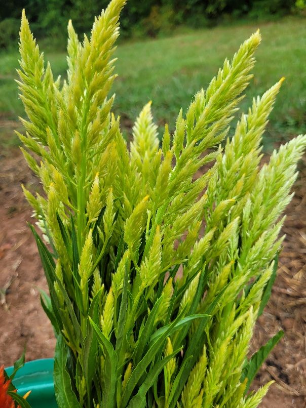 CELOSIA argentea var. plumosa Sylphid