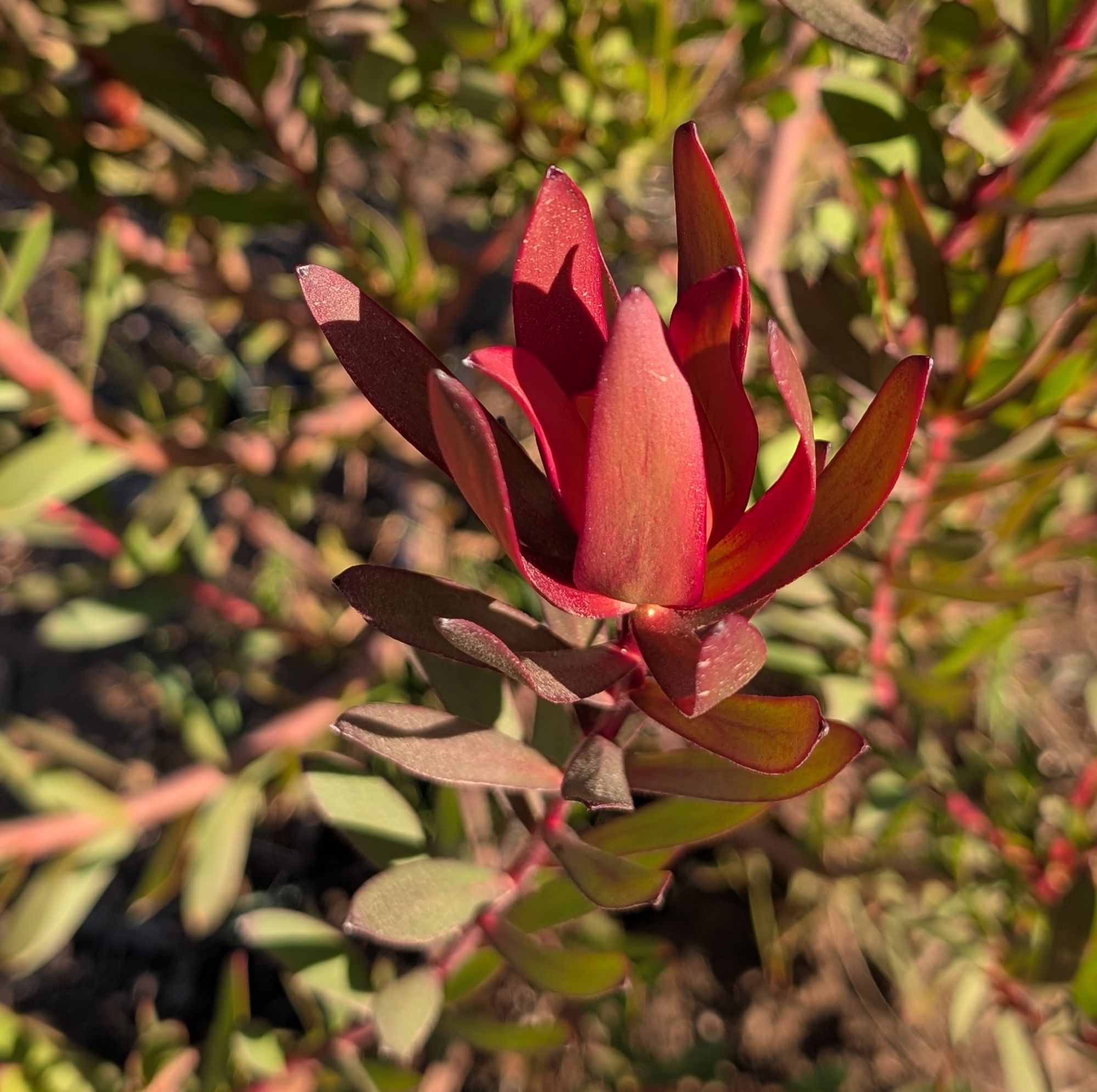 LEUCADENDRON Safari Sunset