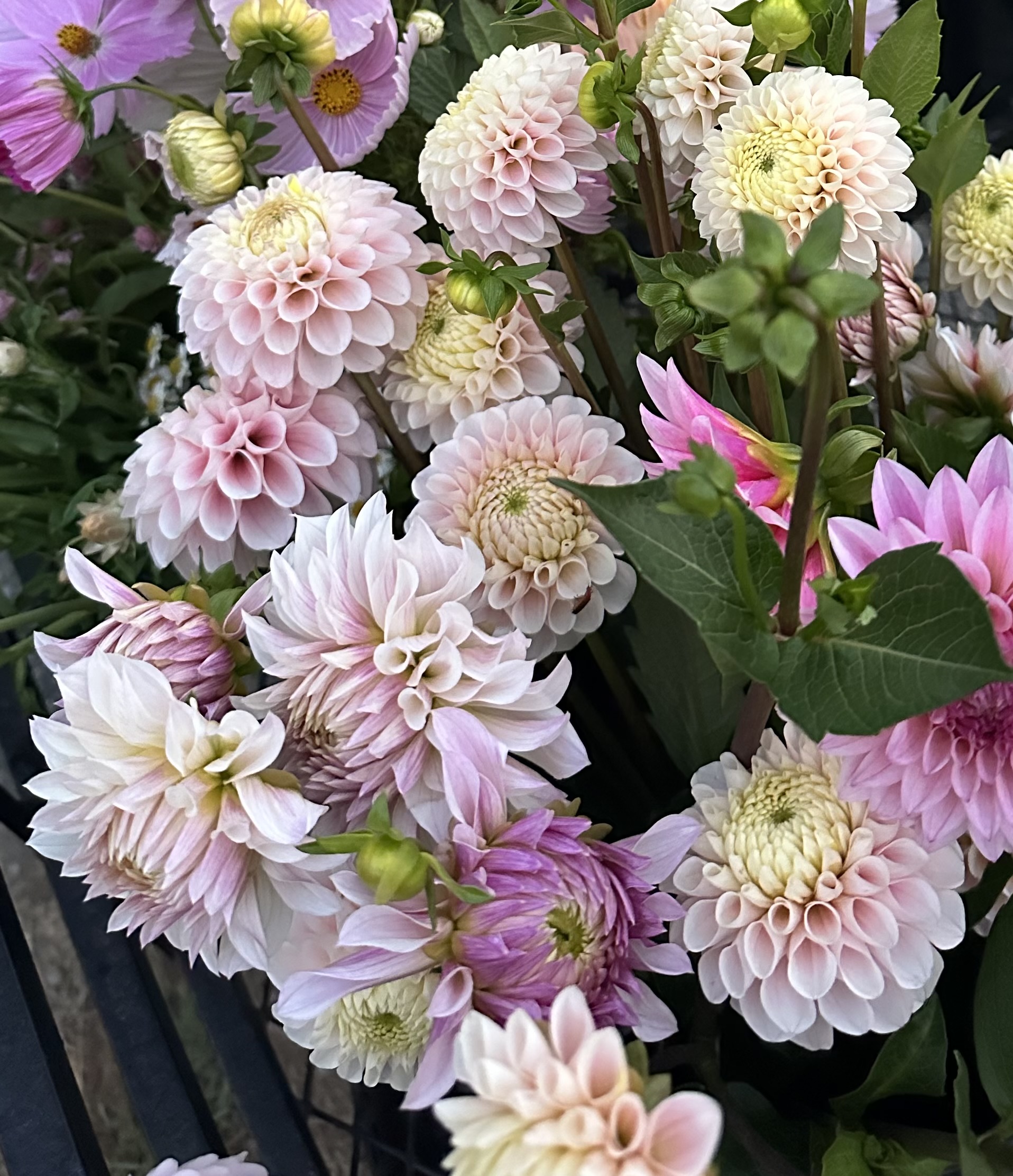 DAHLIA