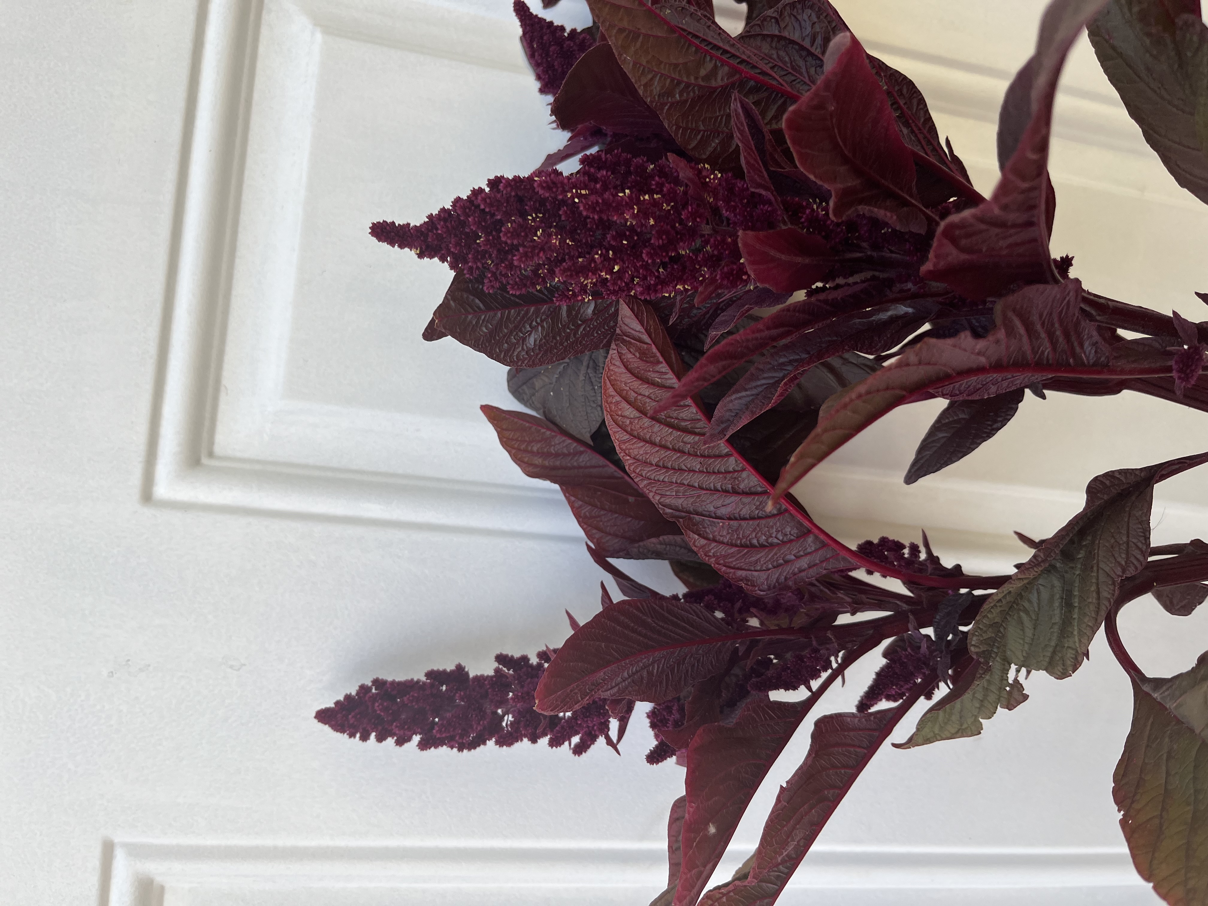 AMARANTHUS