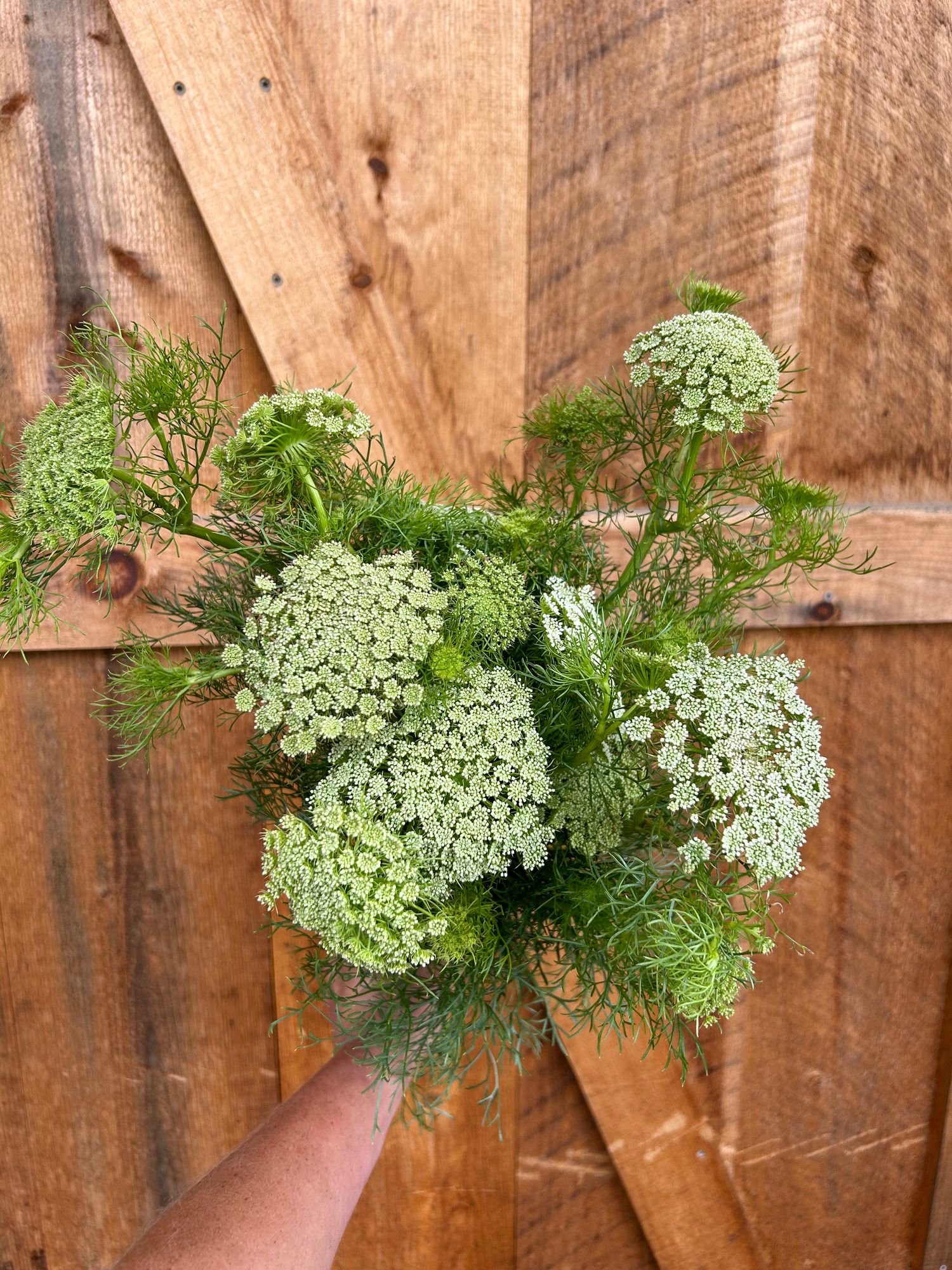 AMMI visnaga Green Mist