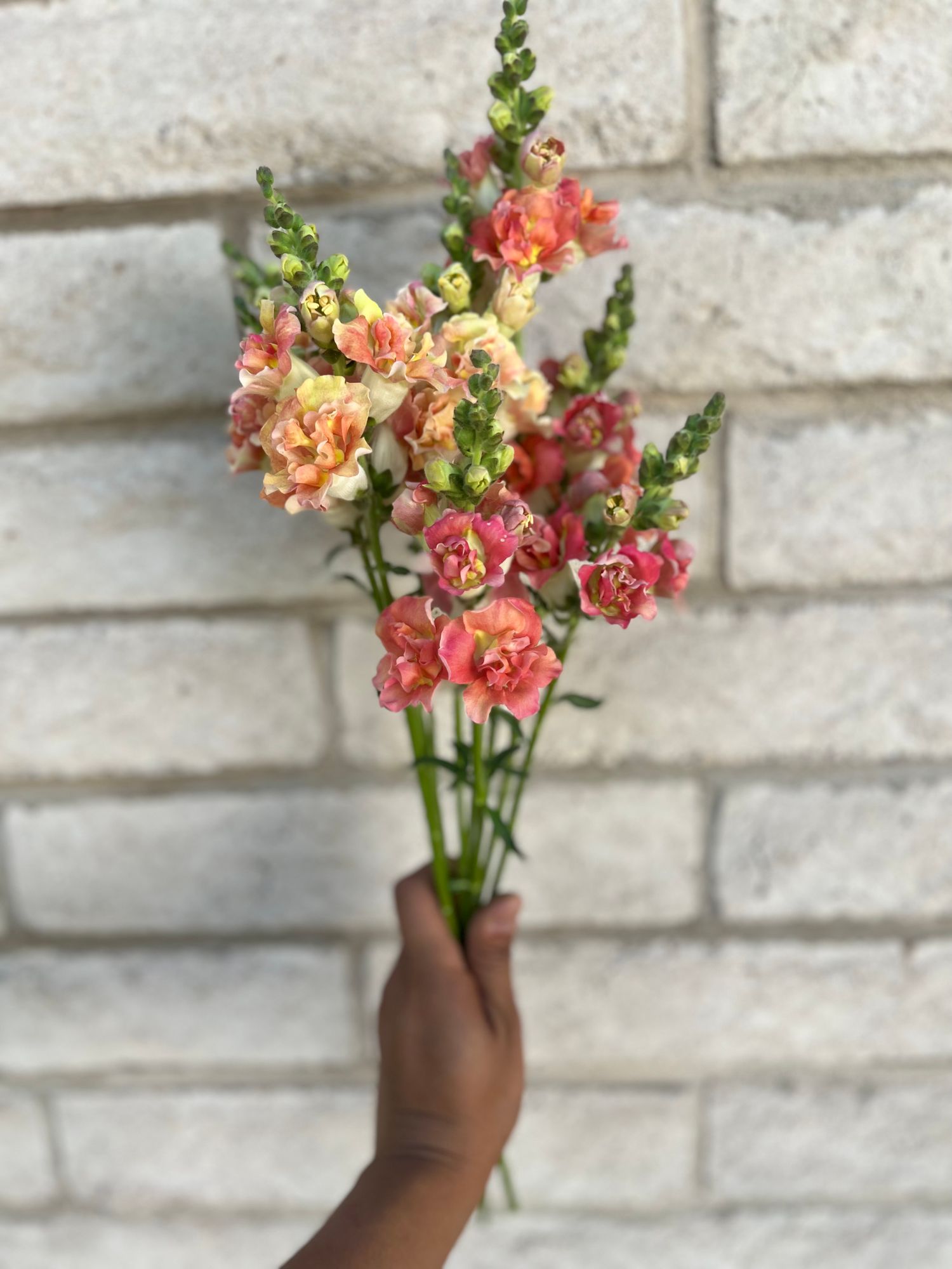 ANTIRRHINUM majus Madame Butterfly Bronze with White
