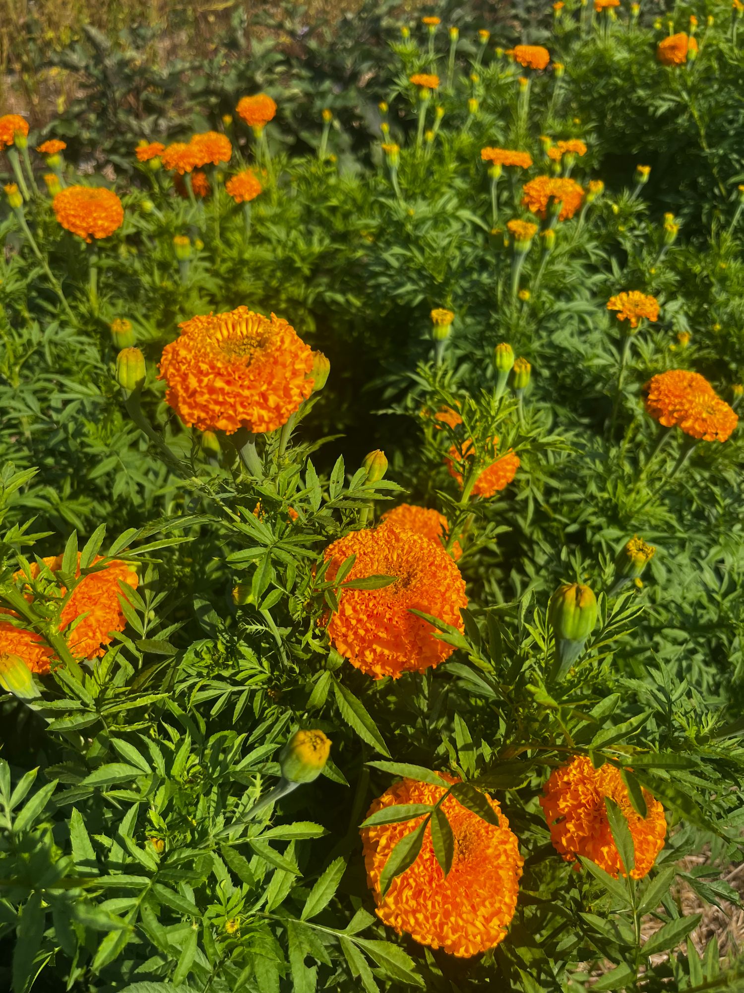 TAGETES erecta Jedi