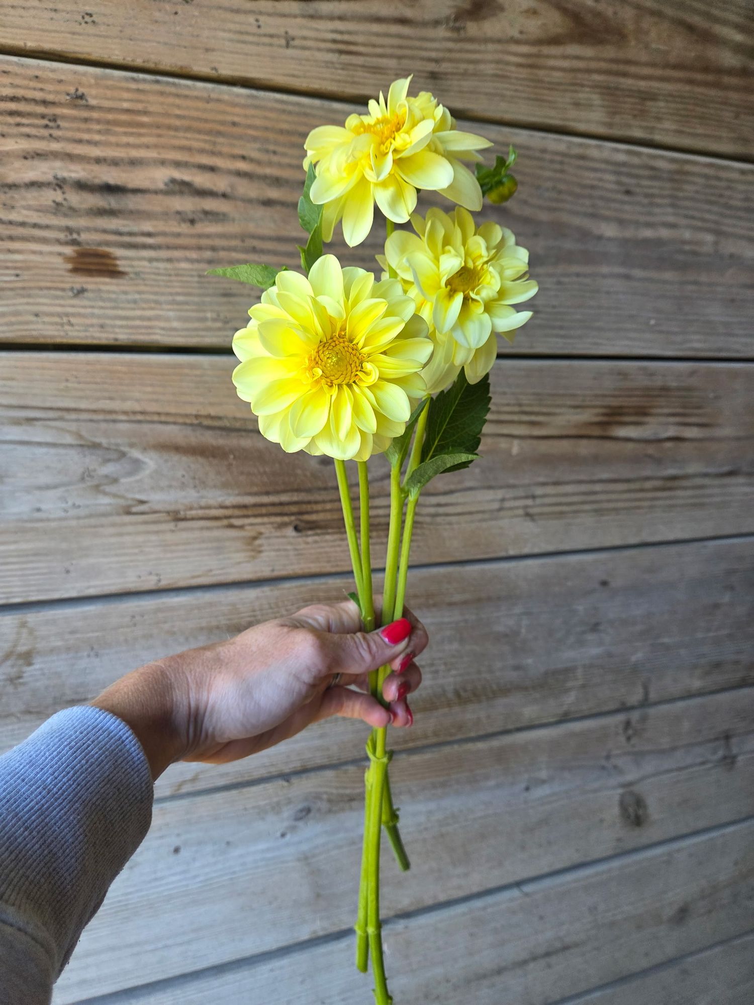 DAHLIA Collarette