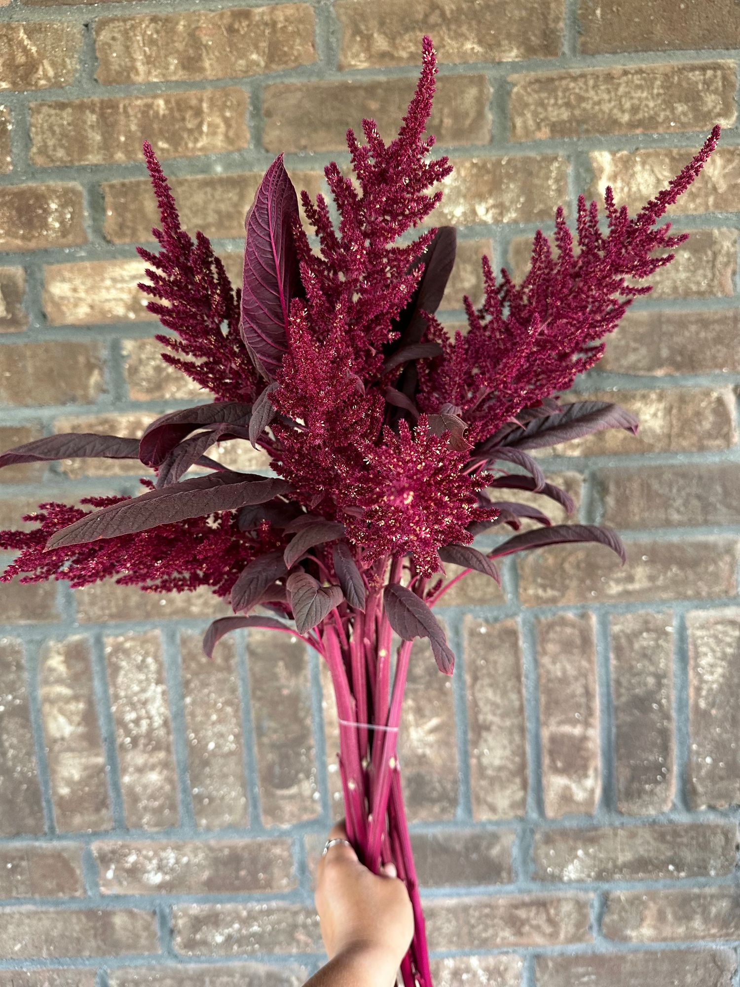 AMARANTHUS cruentus Velvet Curtains