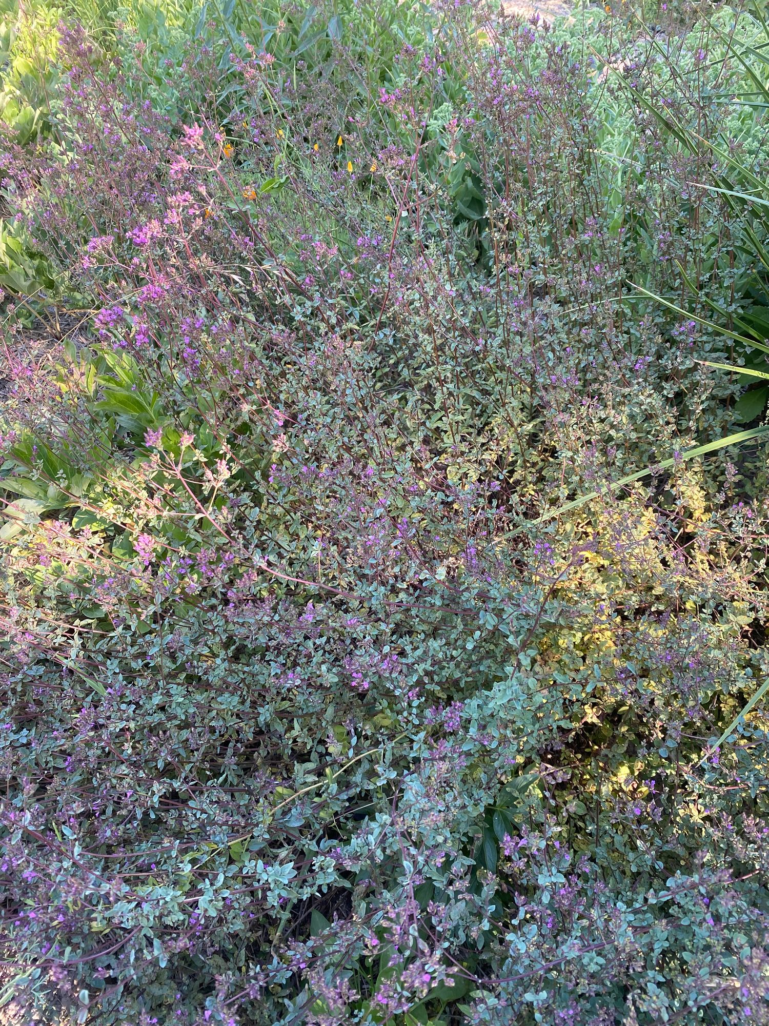 ORIGANUM vulgare ssp. hirtum