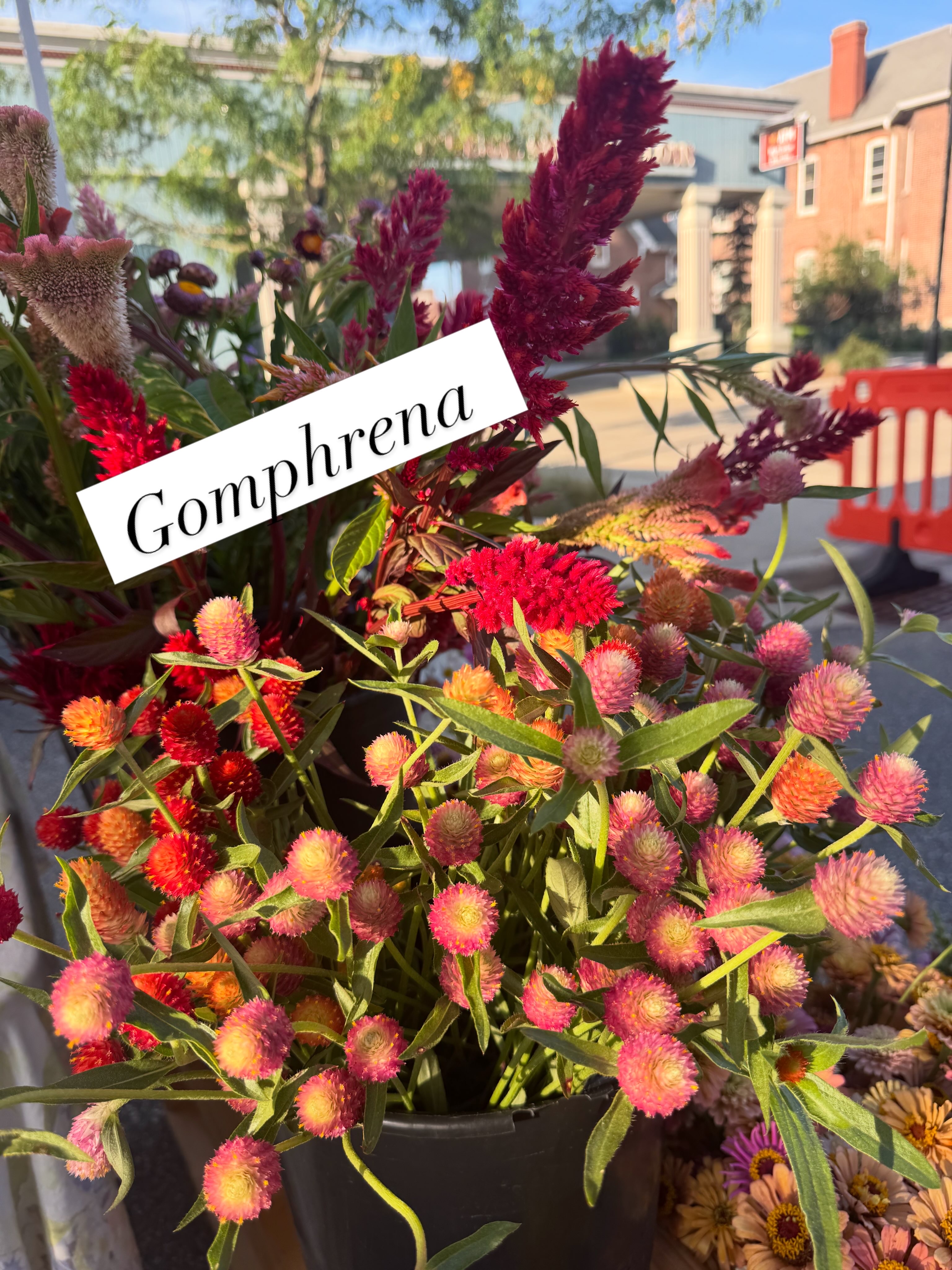 GOMPHRENA globosa Salmon Pastel