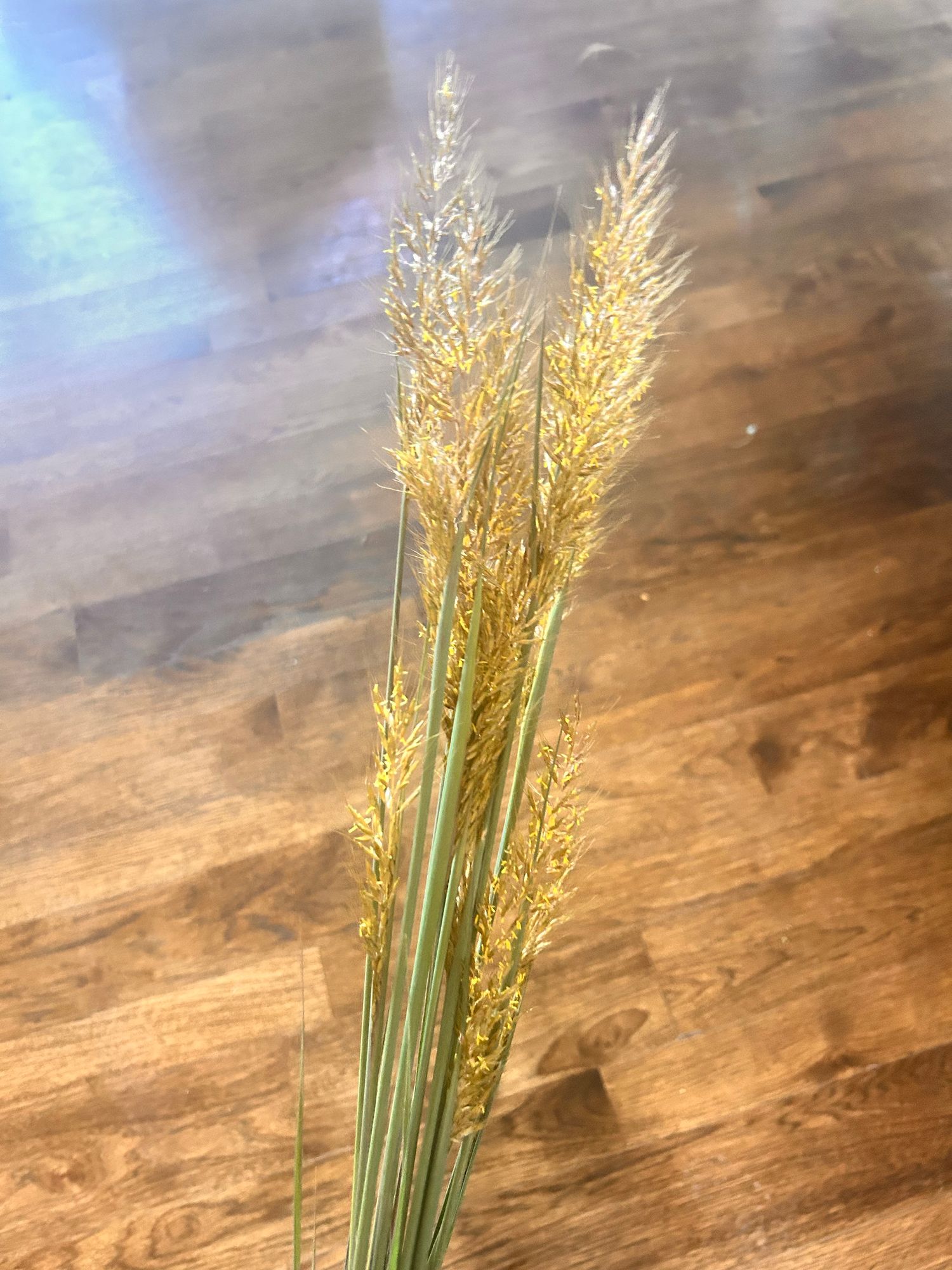 SORGHASTRUM nutans Indian Steel