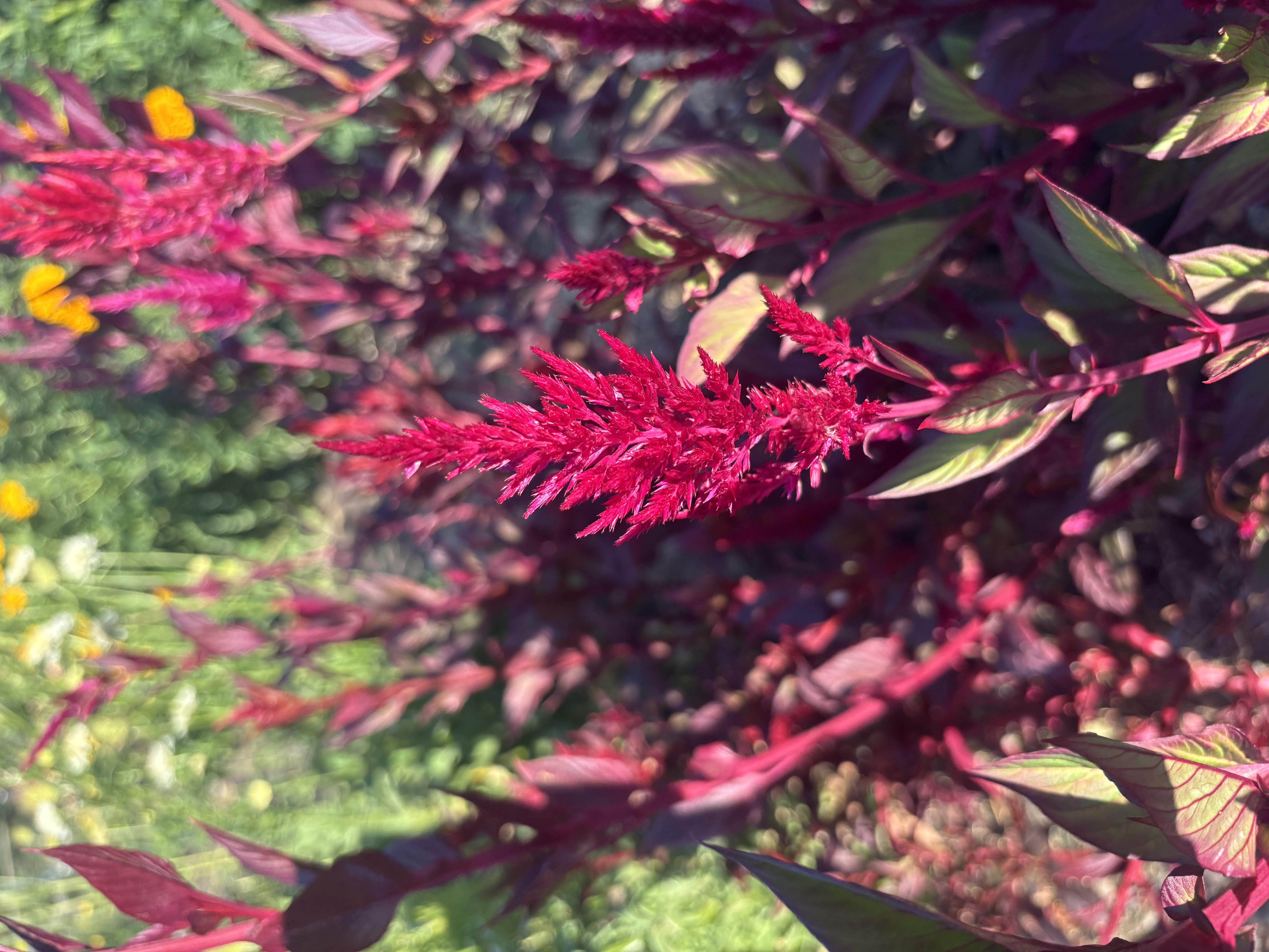 CELOSIA argentea var. plumosa Pampas Plume