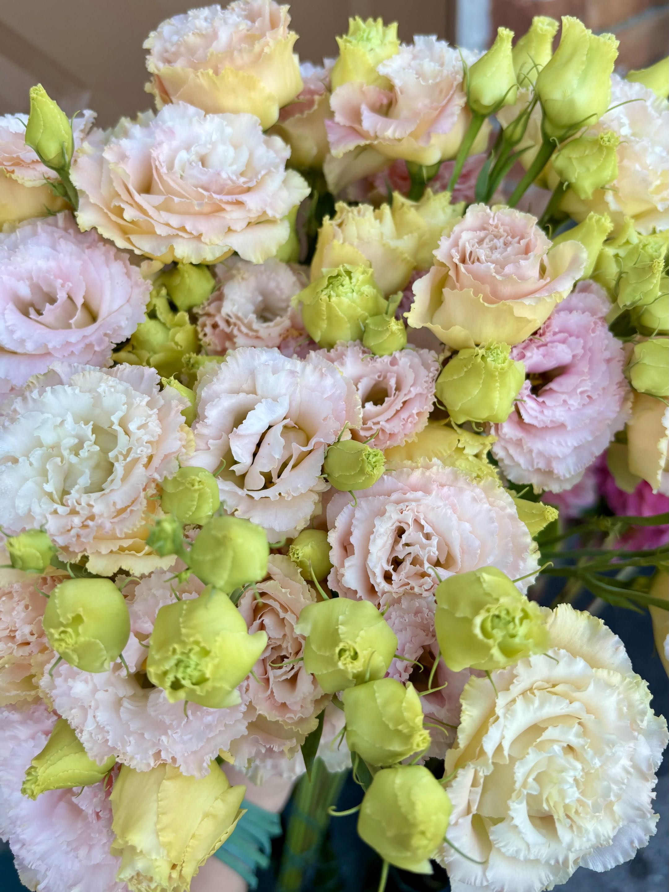 EUSTOMA grandiflorum Voyage Champagne
