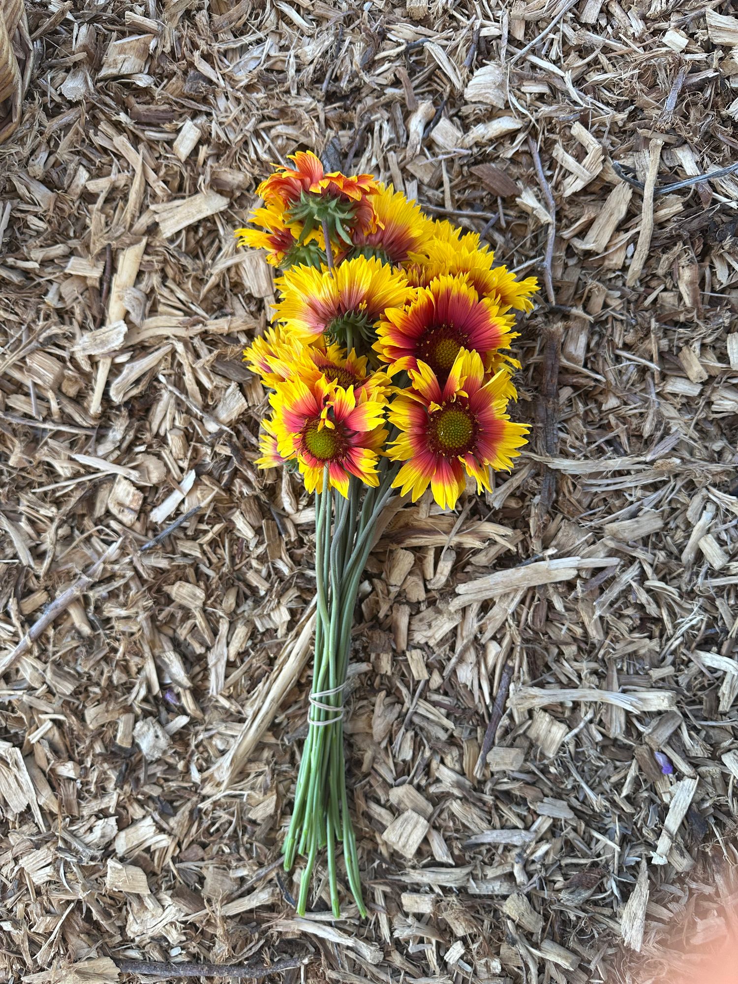 GAILLARDIA aristata