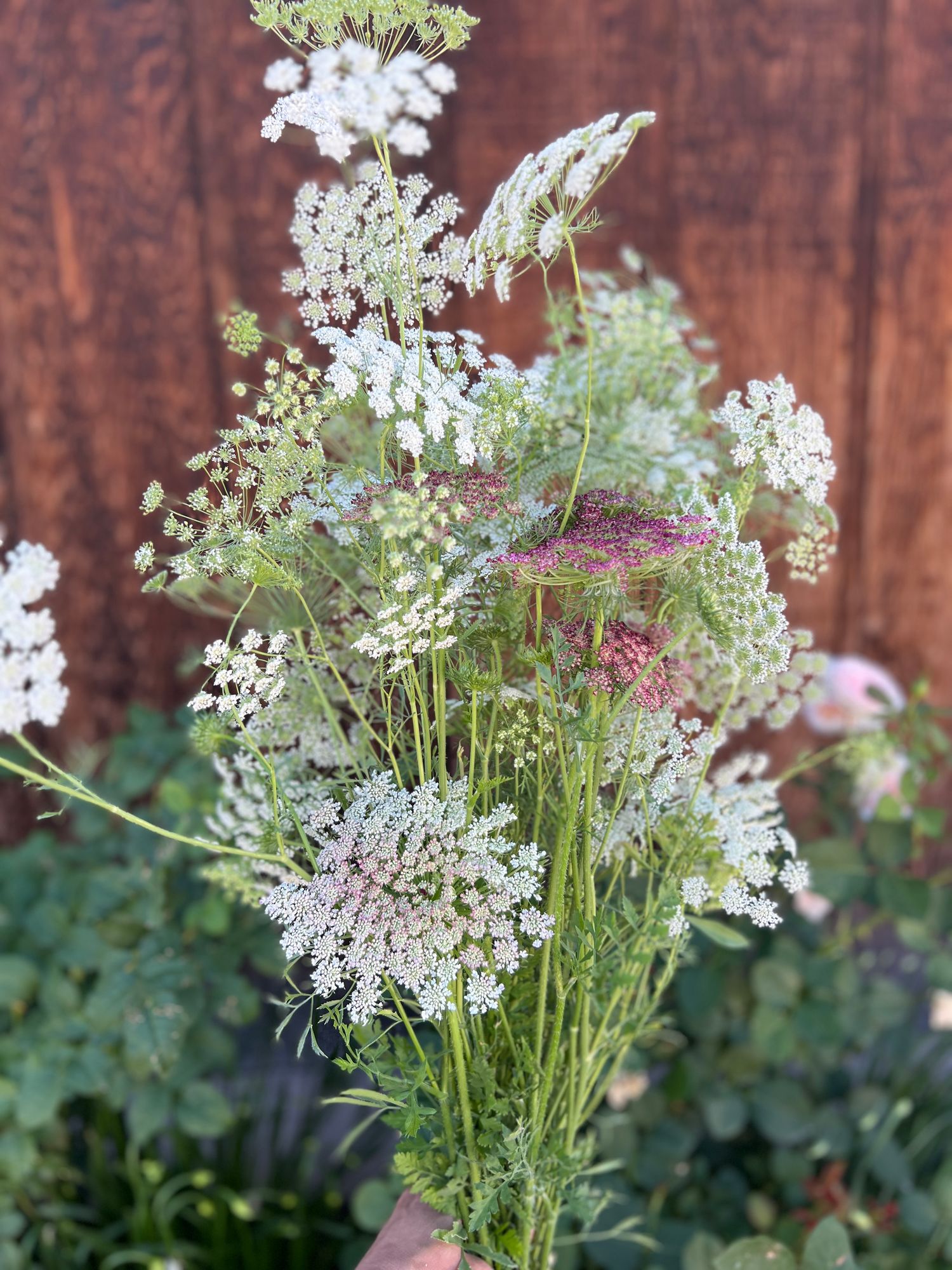 AMMI majus