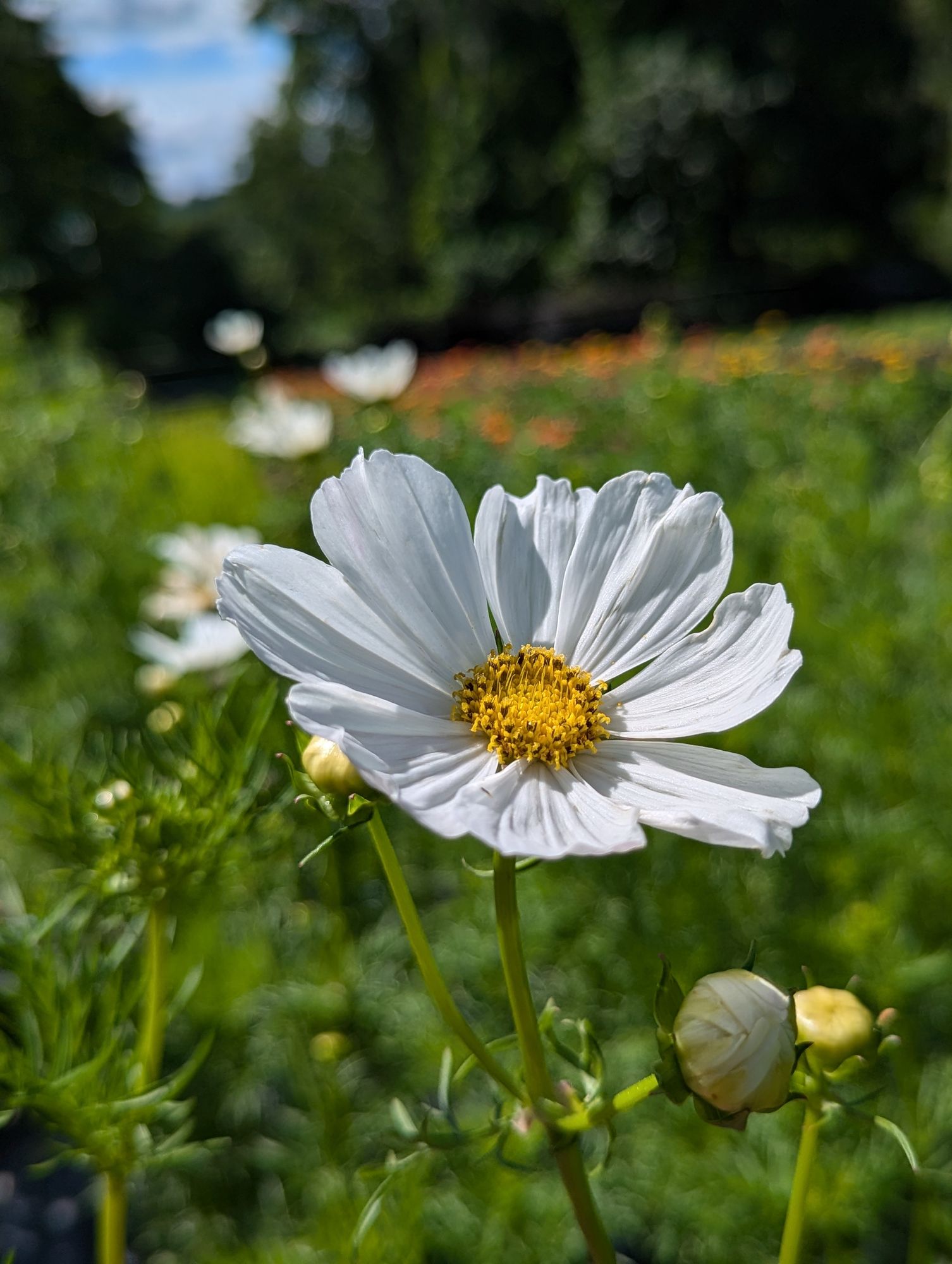 COSMOS bipinnatus Afternoon White