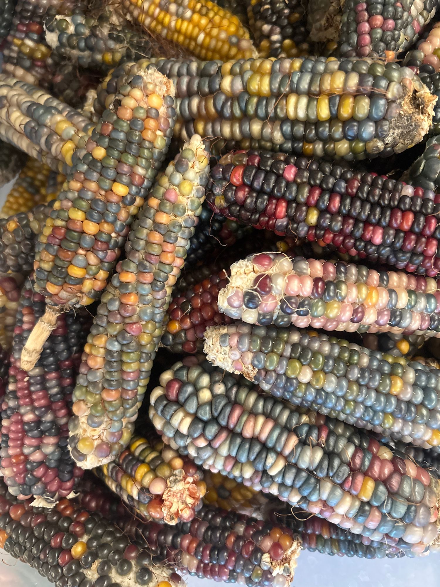 Ornamental Corn