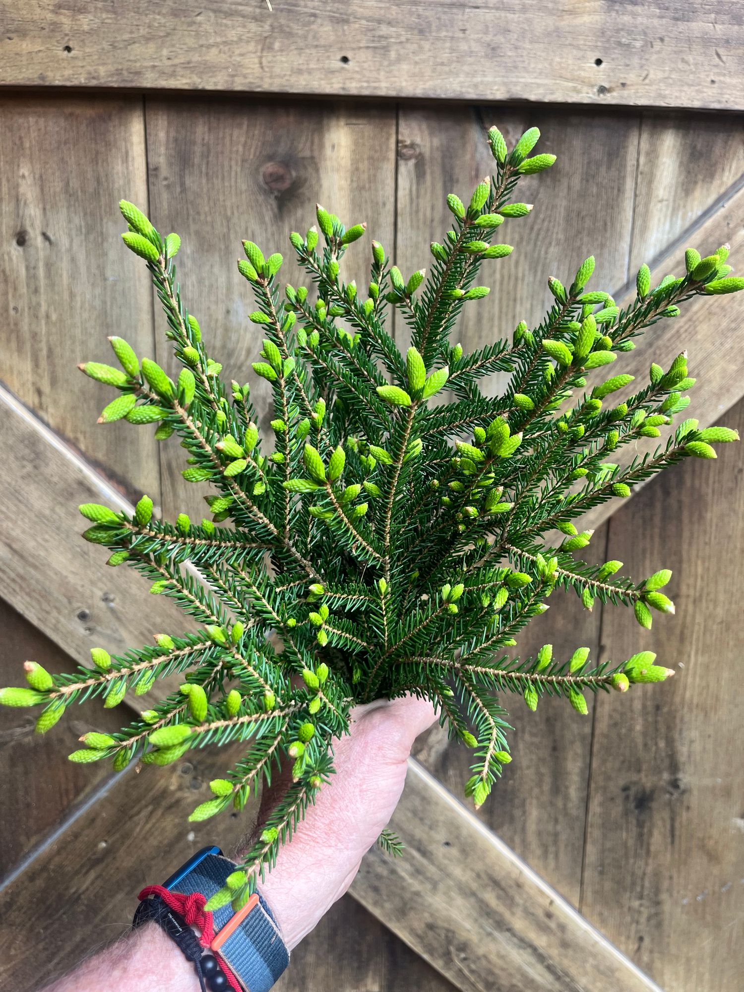 PICEA rubens