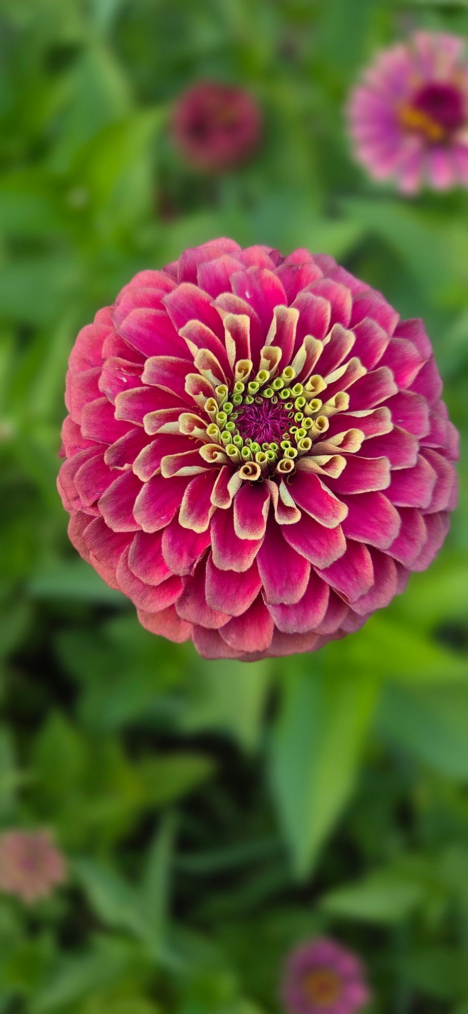 ZINNIA