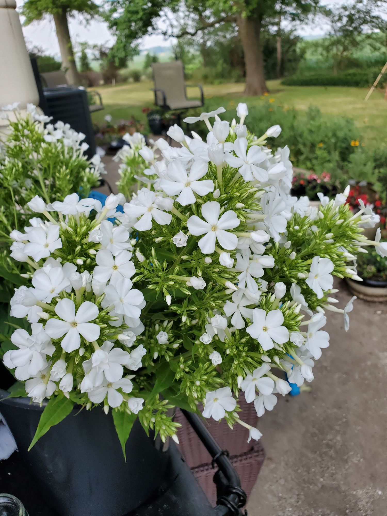 PHLOX paniculata David