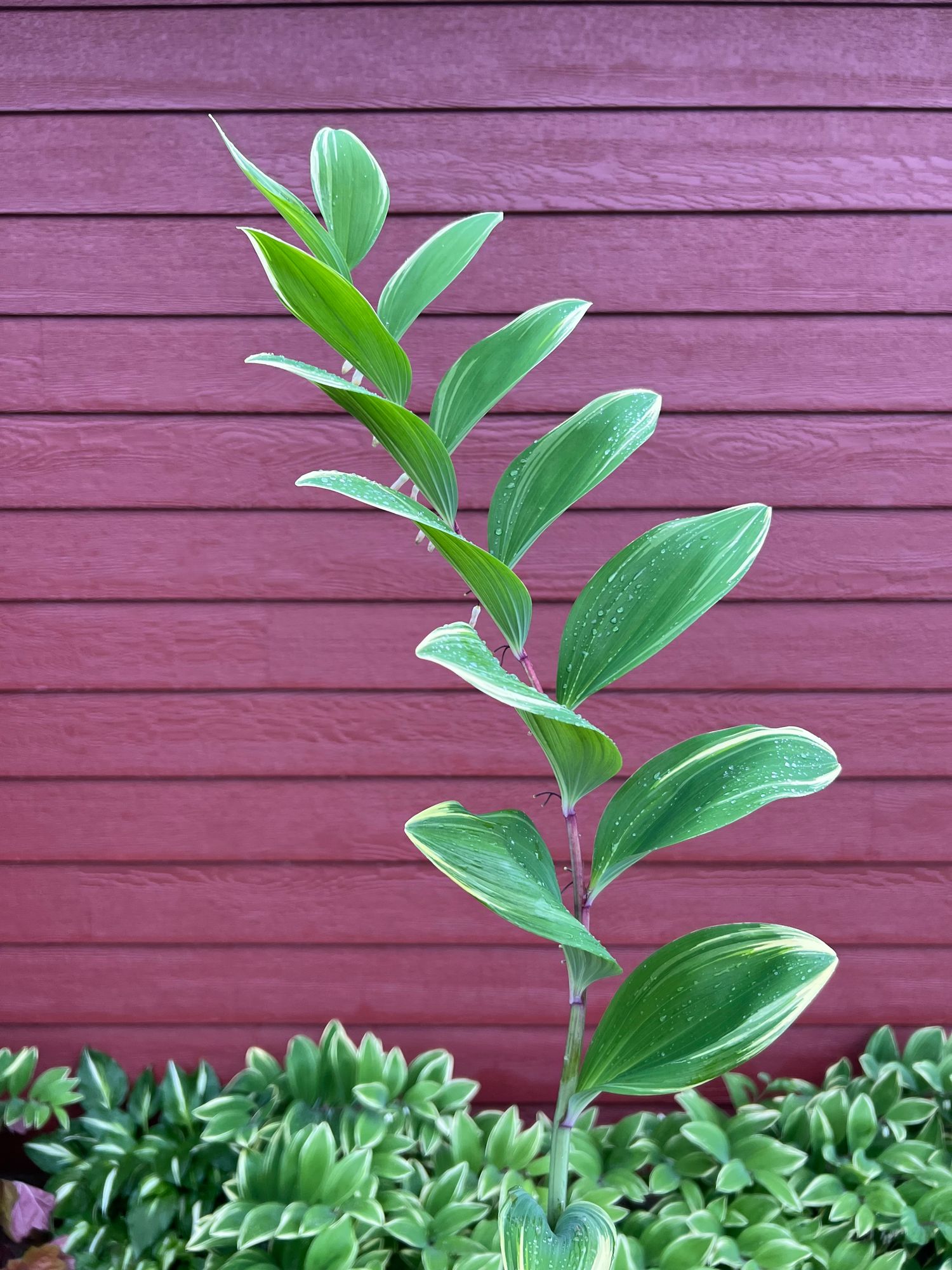 POLYGONATUM odoratum