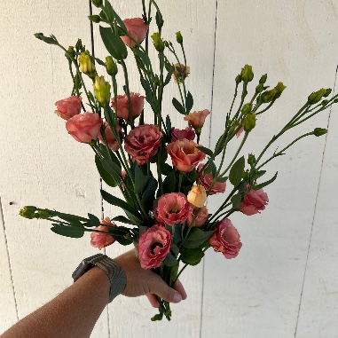 EUSTOMA grandiflorum Little Summer 1 Orange