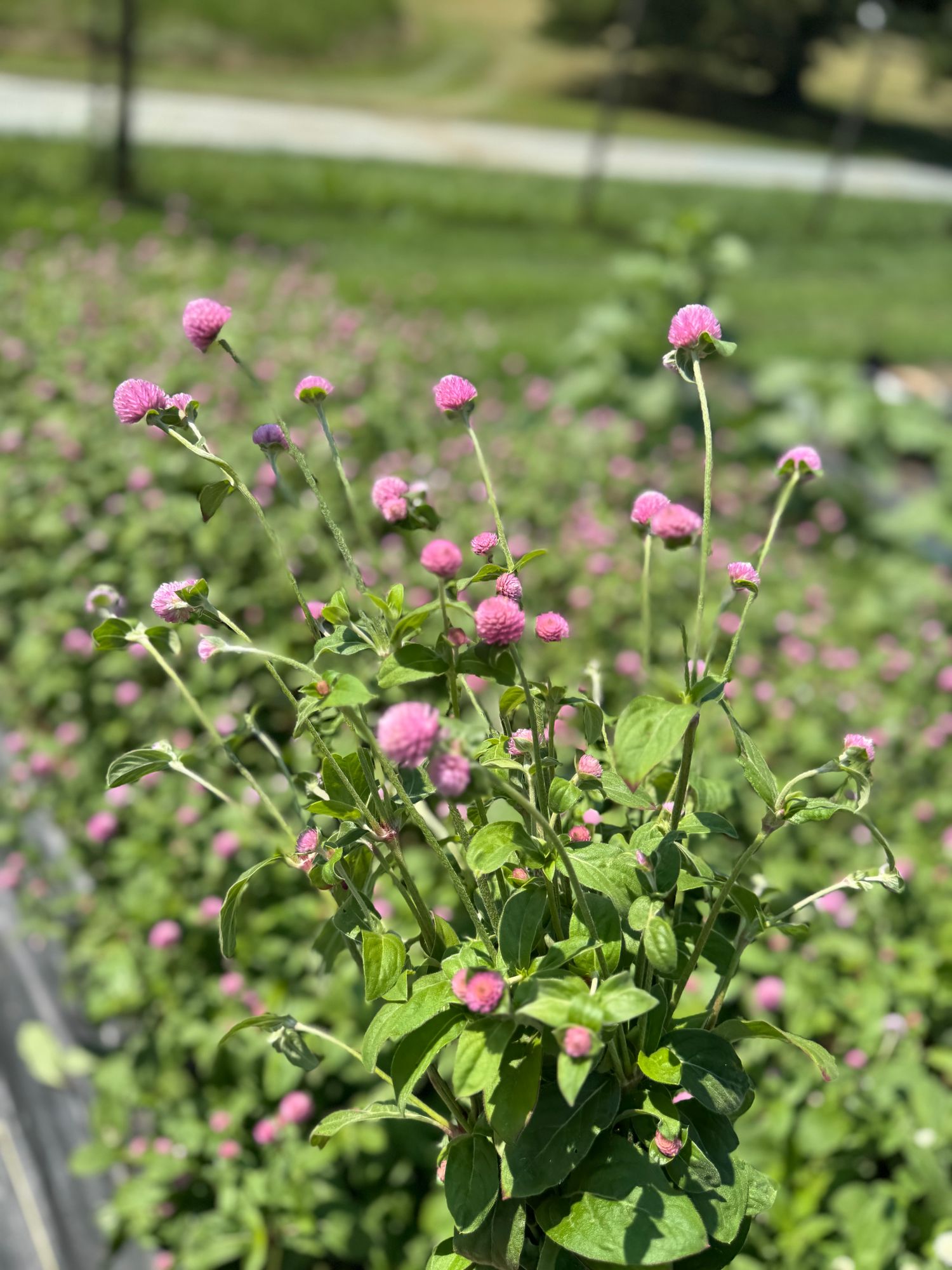 GOMPHRENA globosa