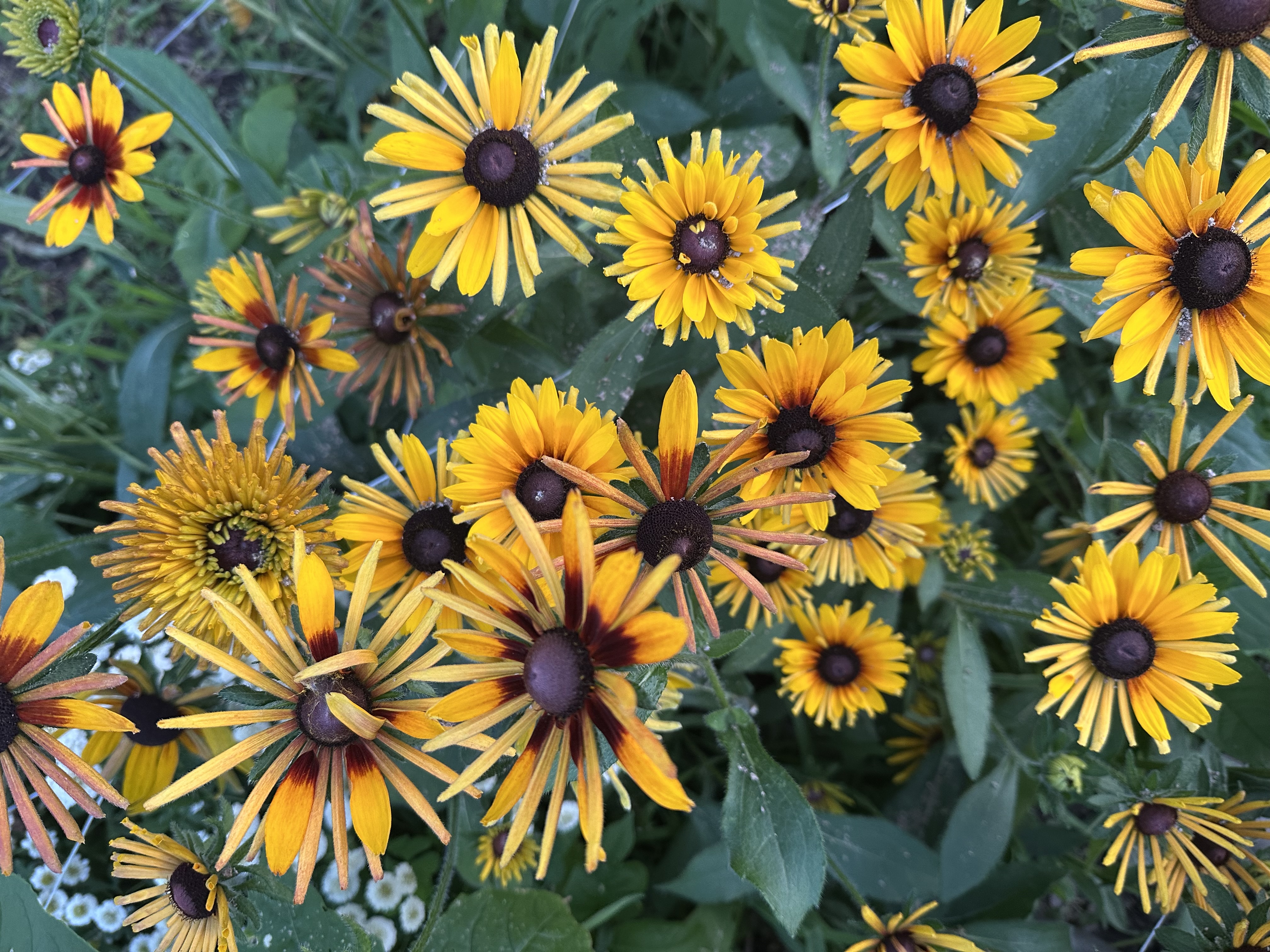 RUDBECKIA hirta Chim Chiminee