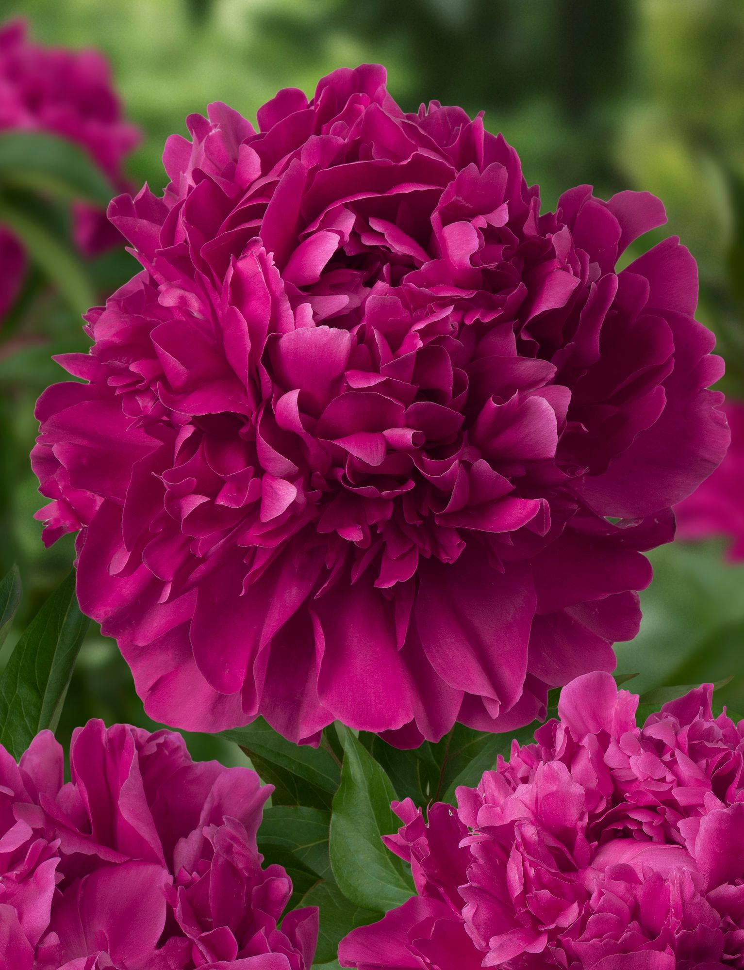 PAEONIA lactiflora Paul M. Wild