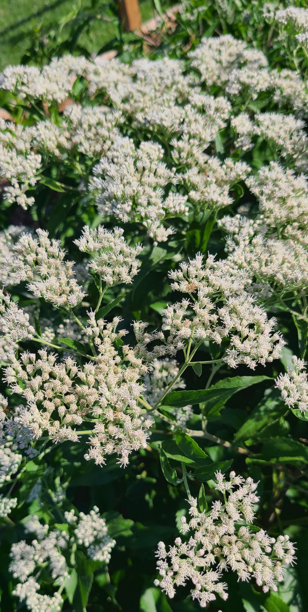 EUPATORIUM perfoliatum