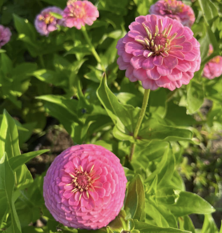 ZINNIA elegans Oklahoma Pink