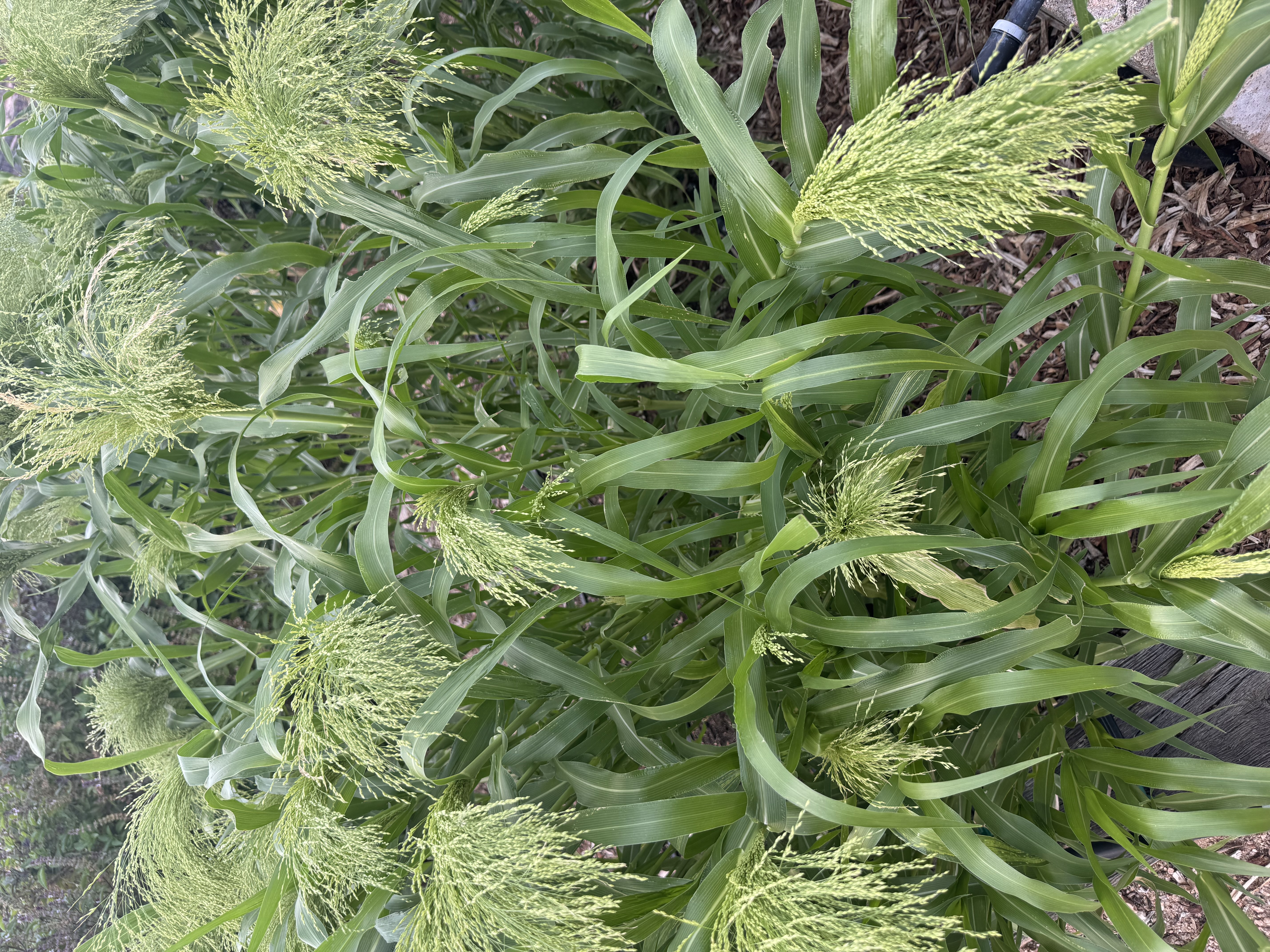 PANICUM sonorum