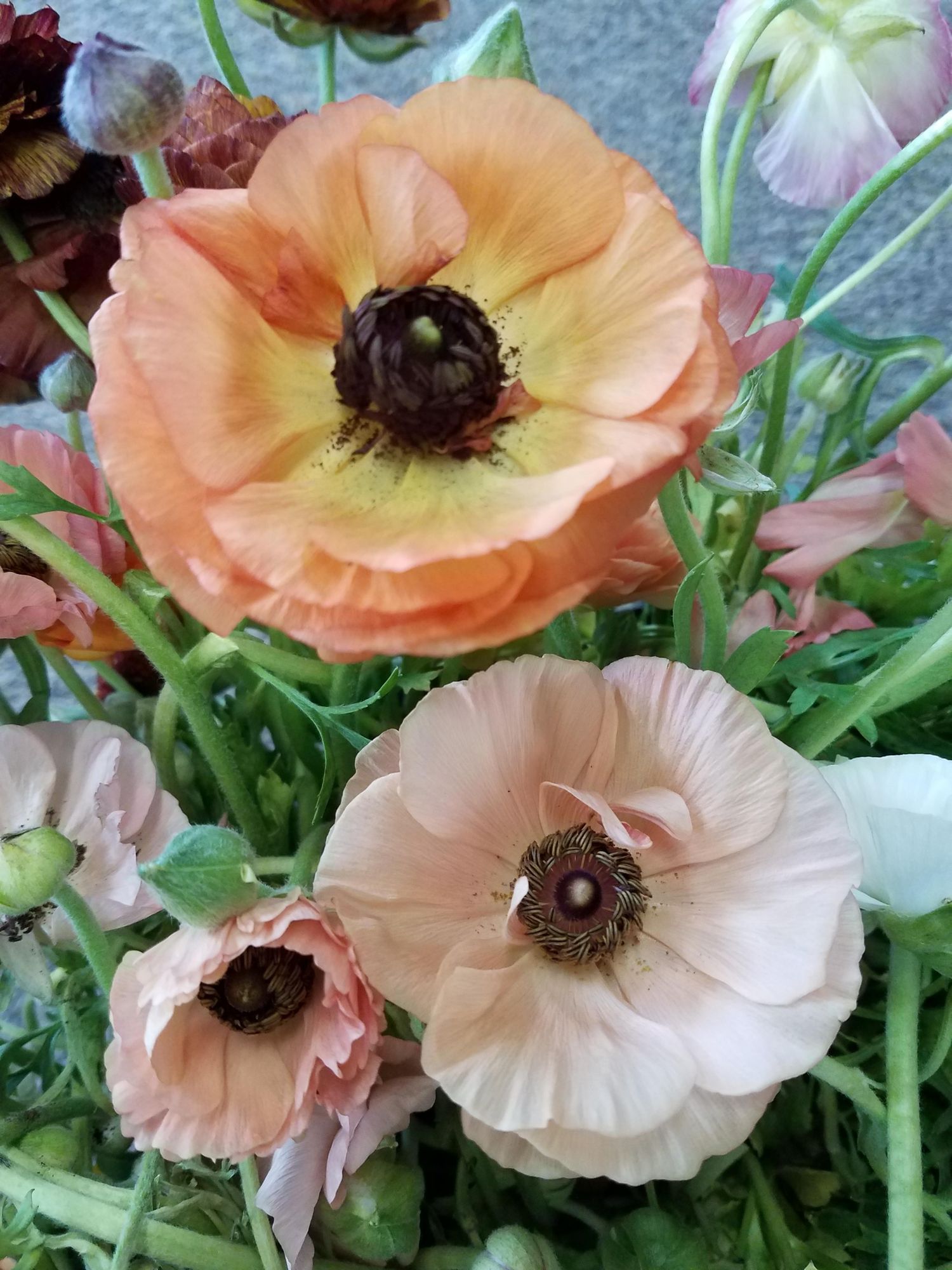 RANUNCULUS Tecolote Salmon