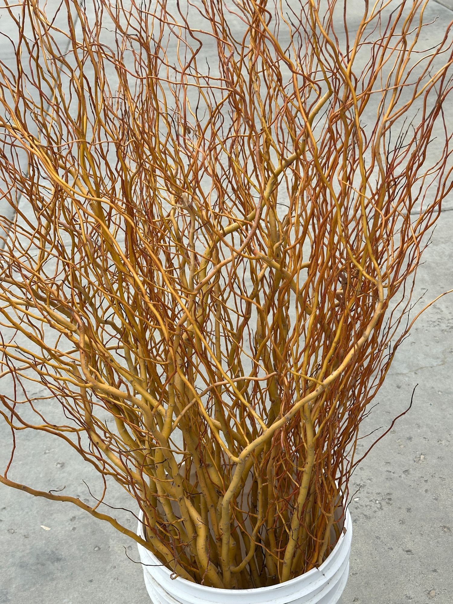 SALIX x Golden Curls