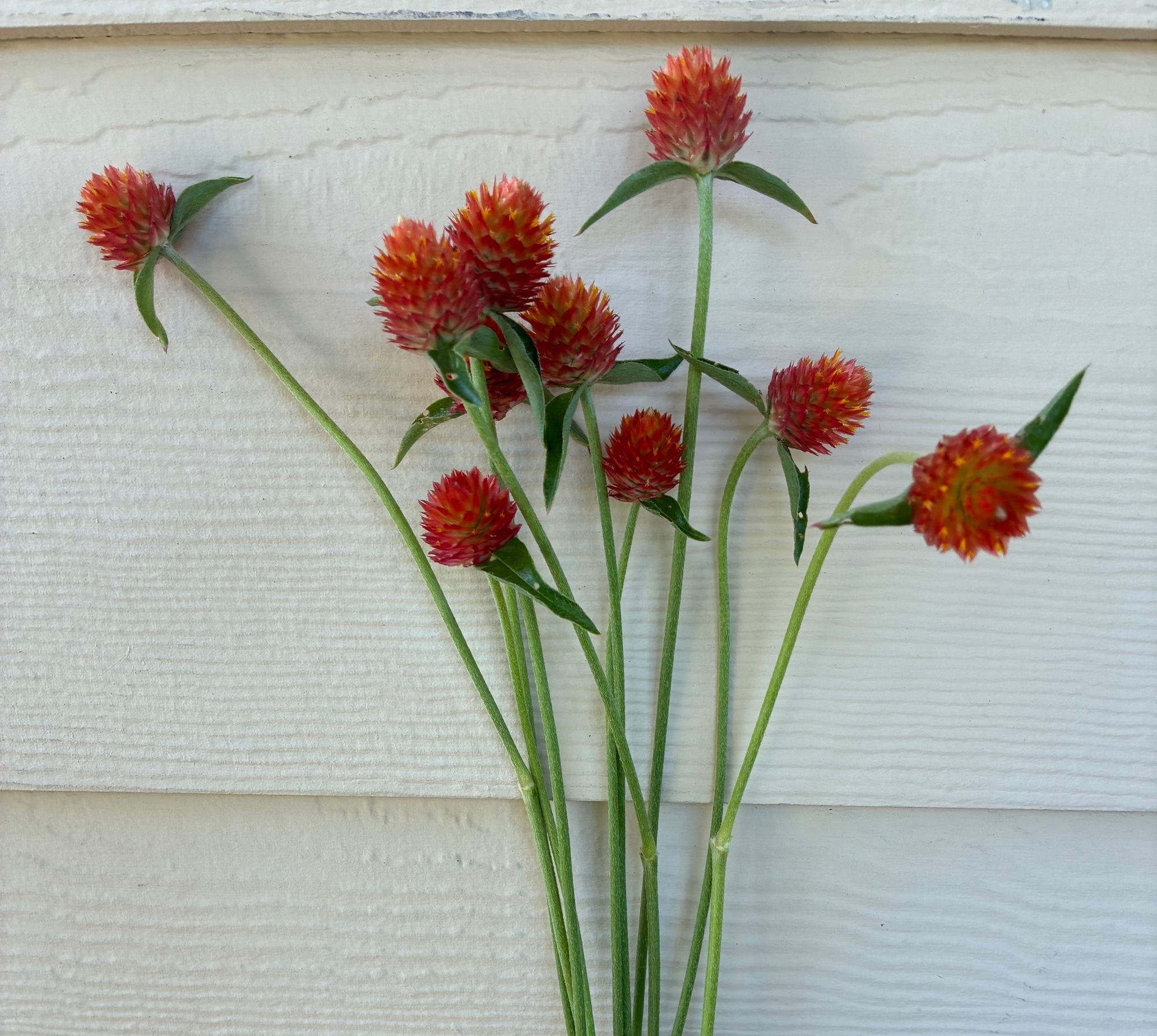 GOMPHRENA globosa