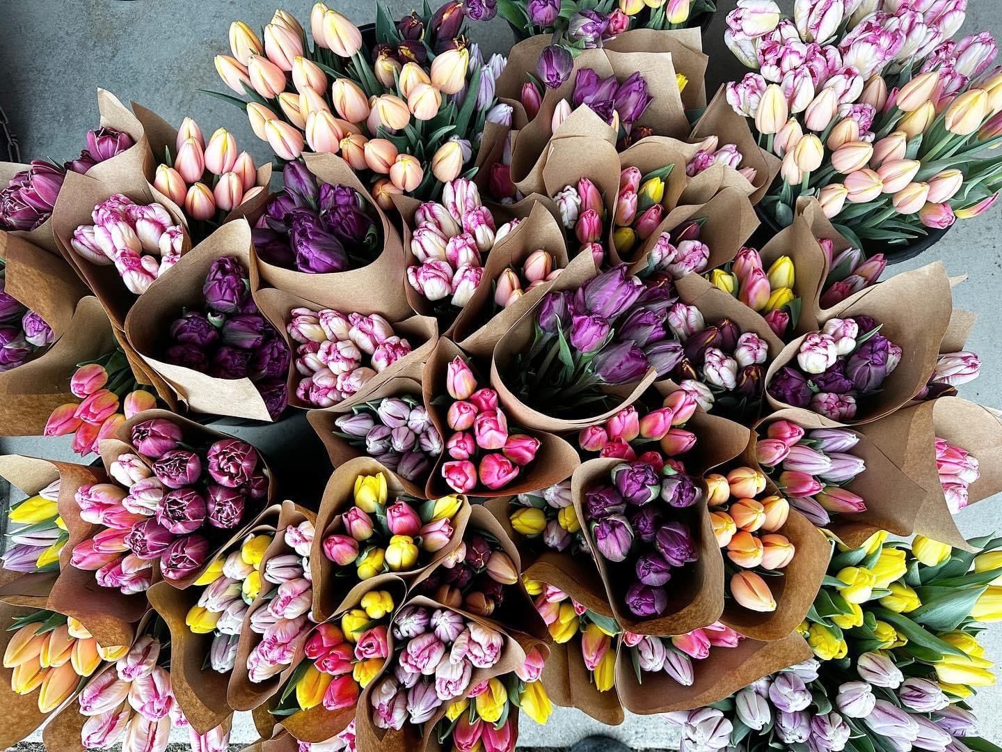 Tulip