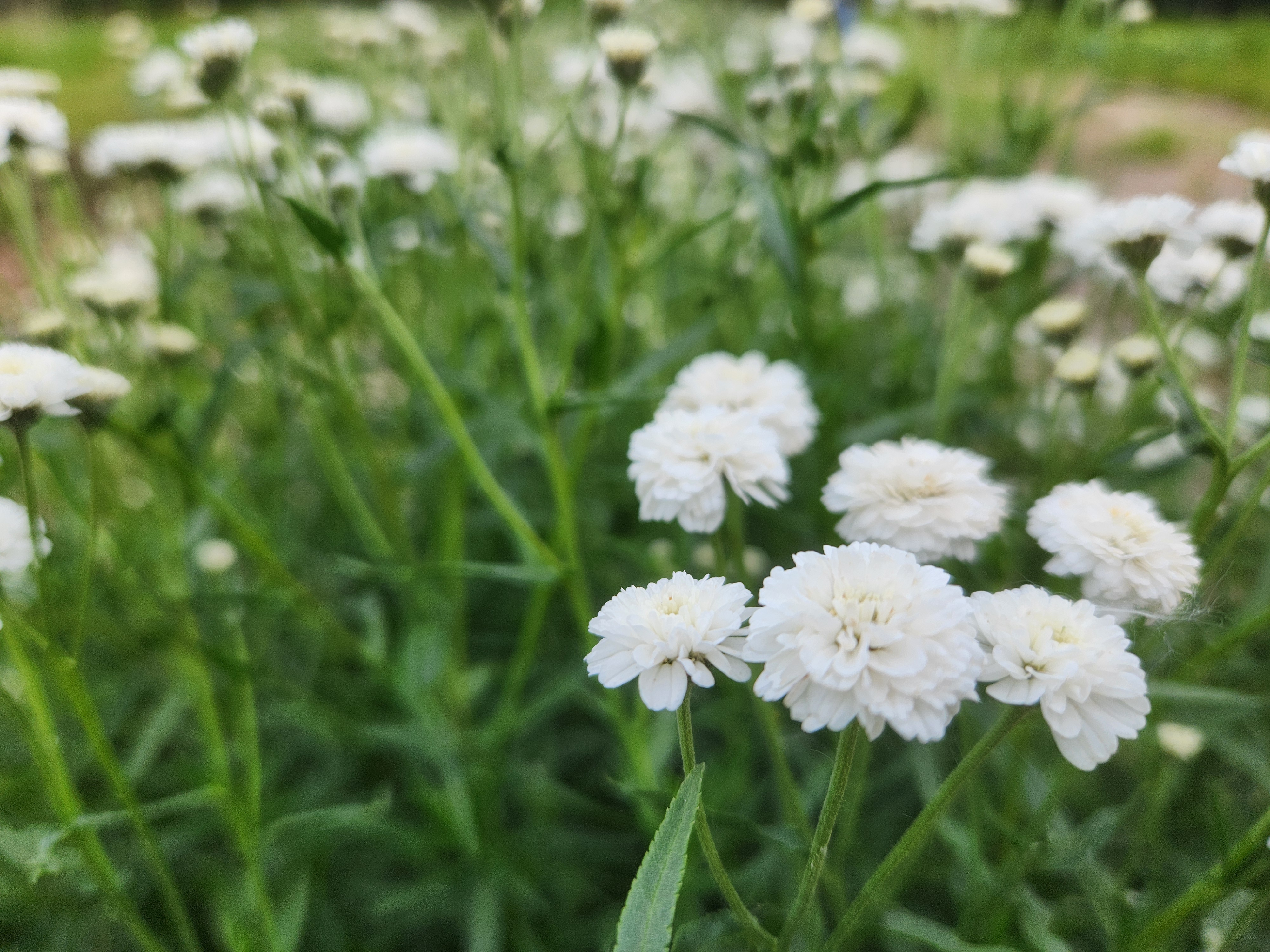 Pumpkin Hollow Farm LLC Banner